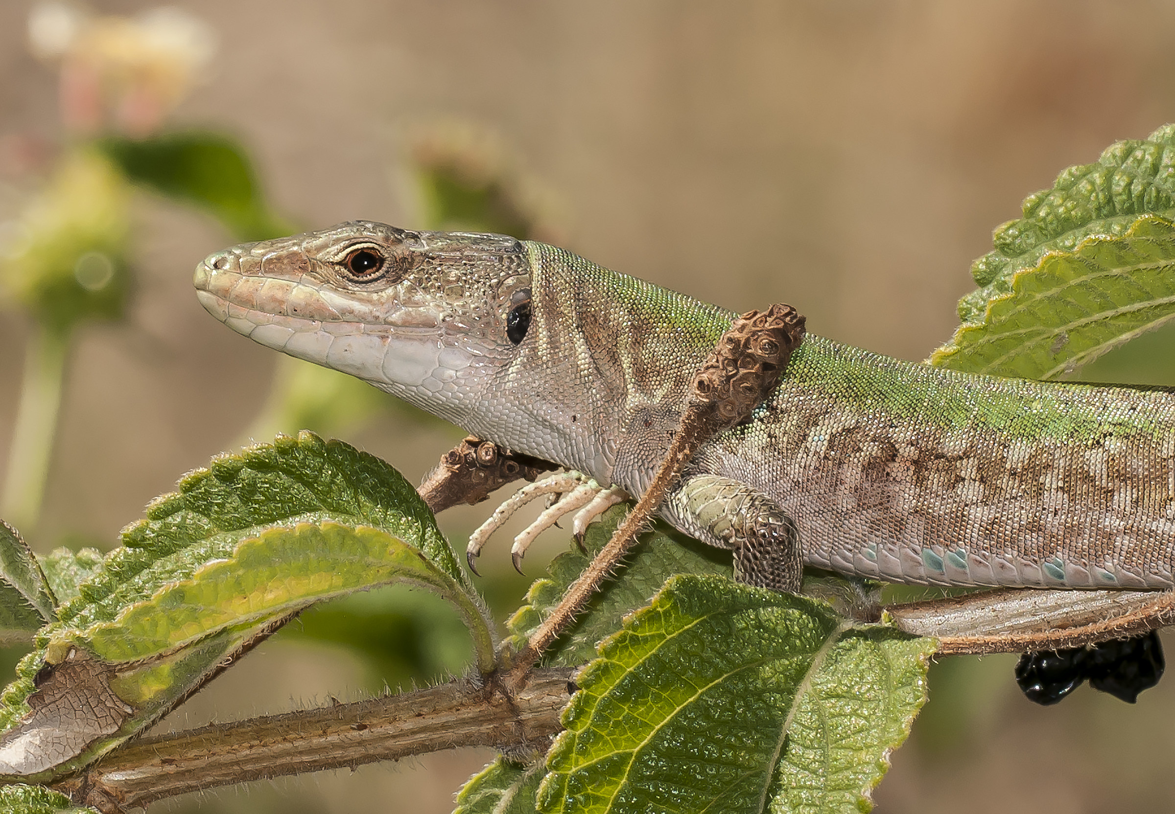 Podarcis sicula