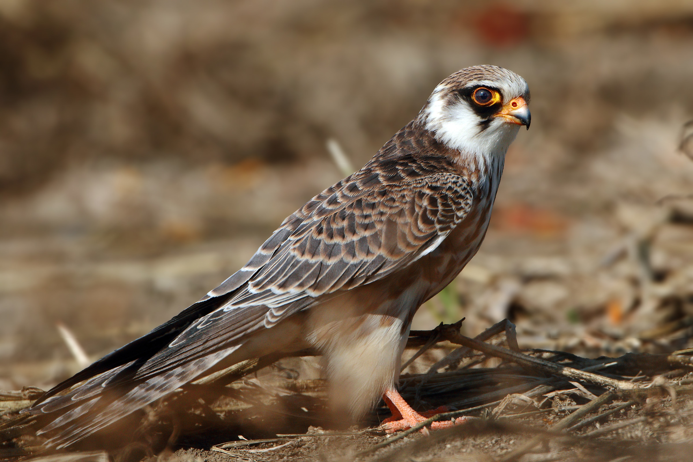 Portrait of female cuckoo hawk