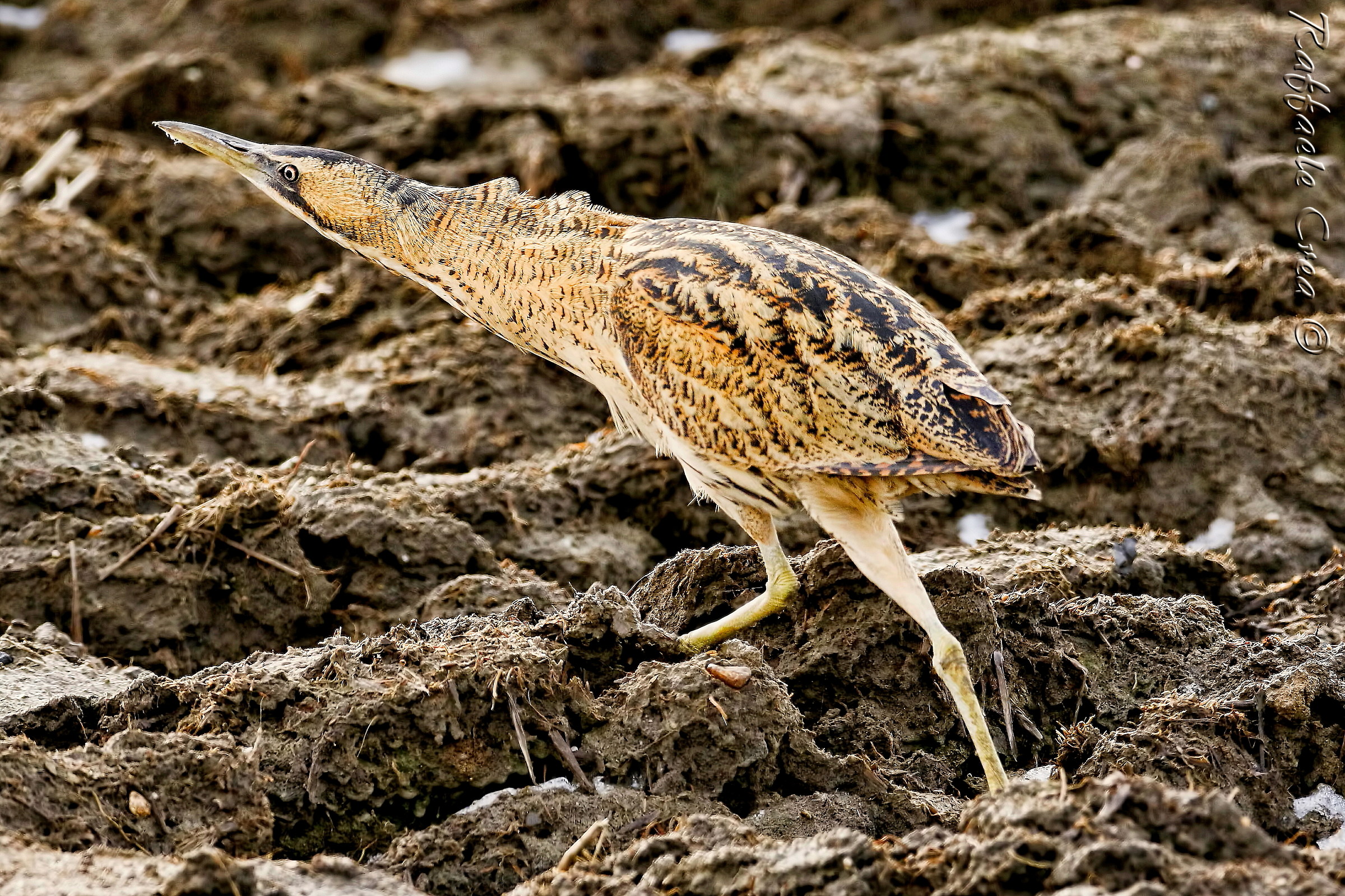 Bittern