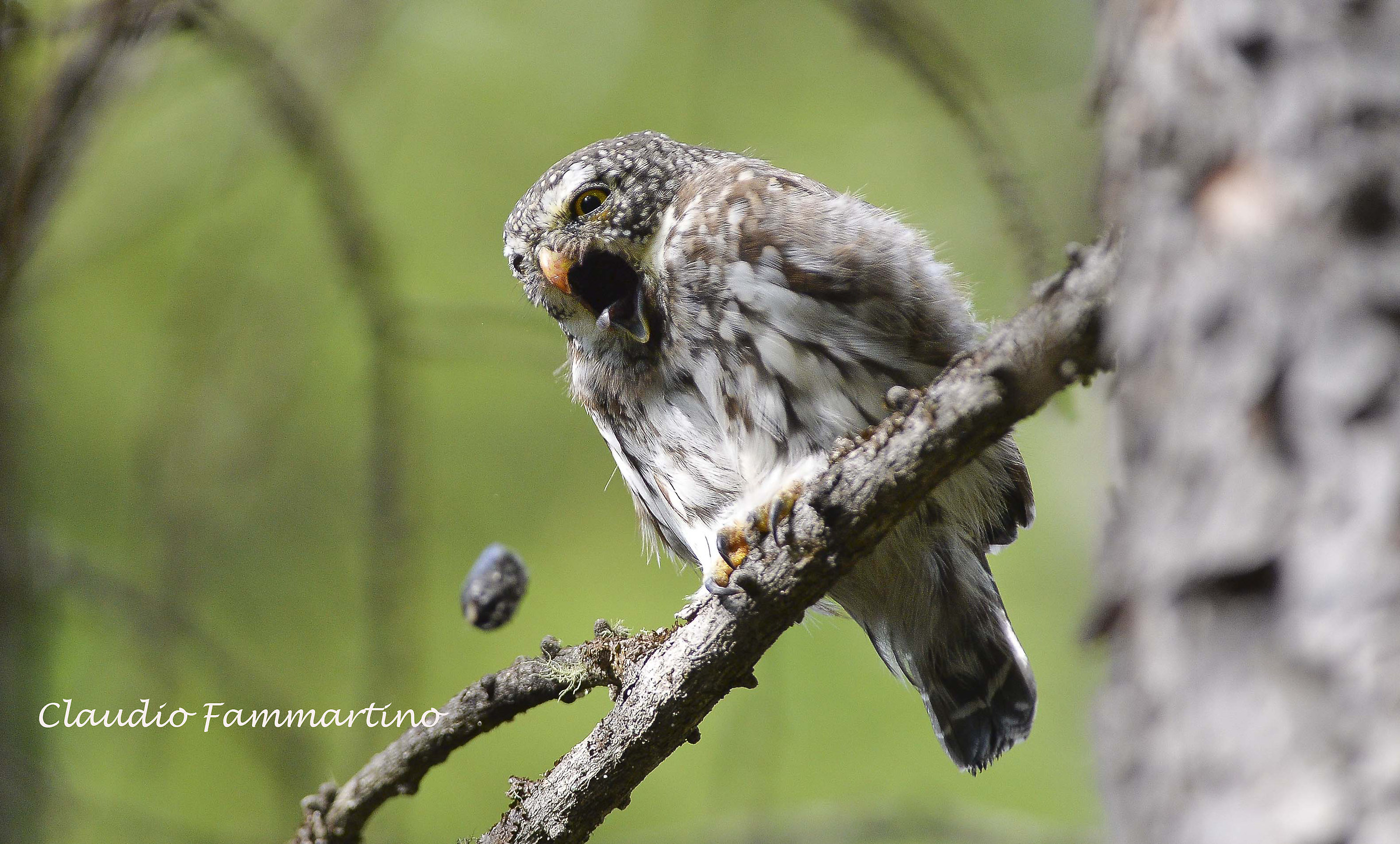 Civetta nana che sputa la borra