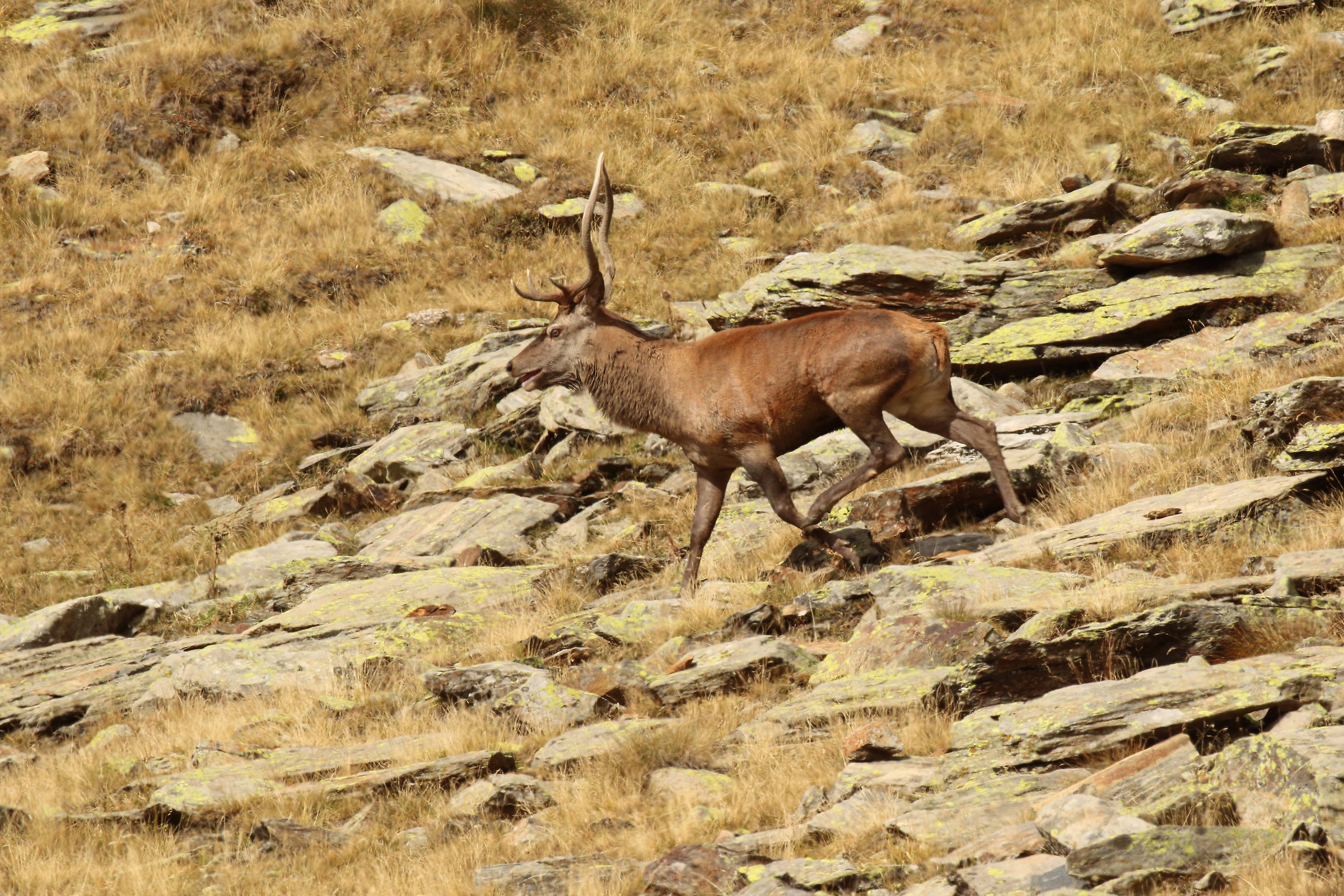 male deer running