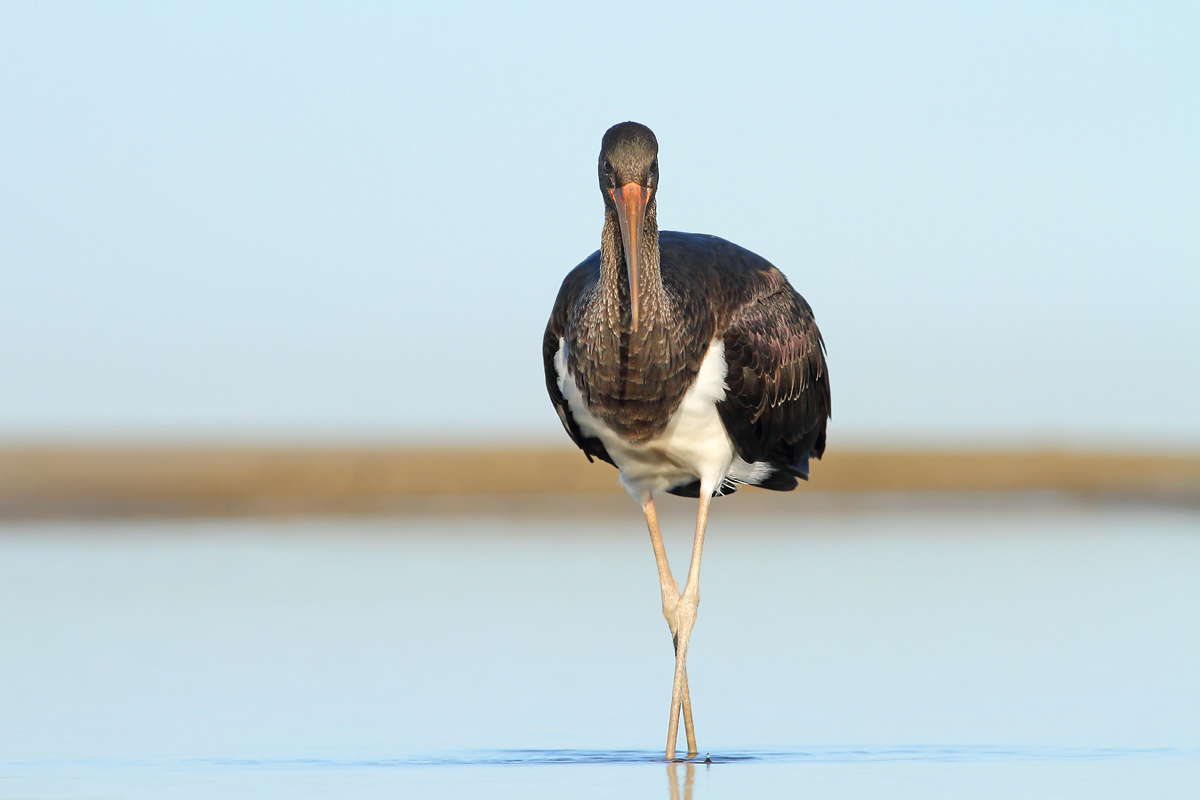 Black stork