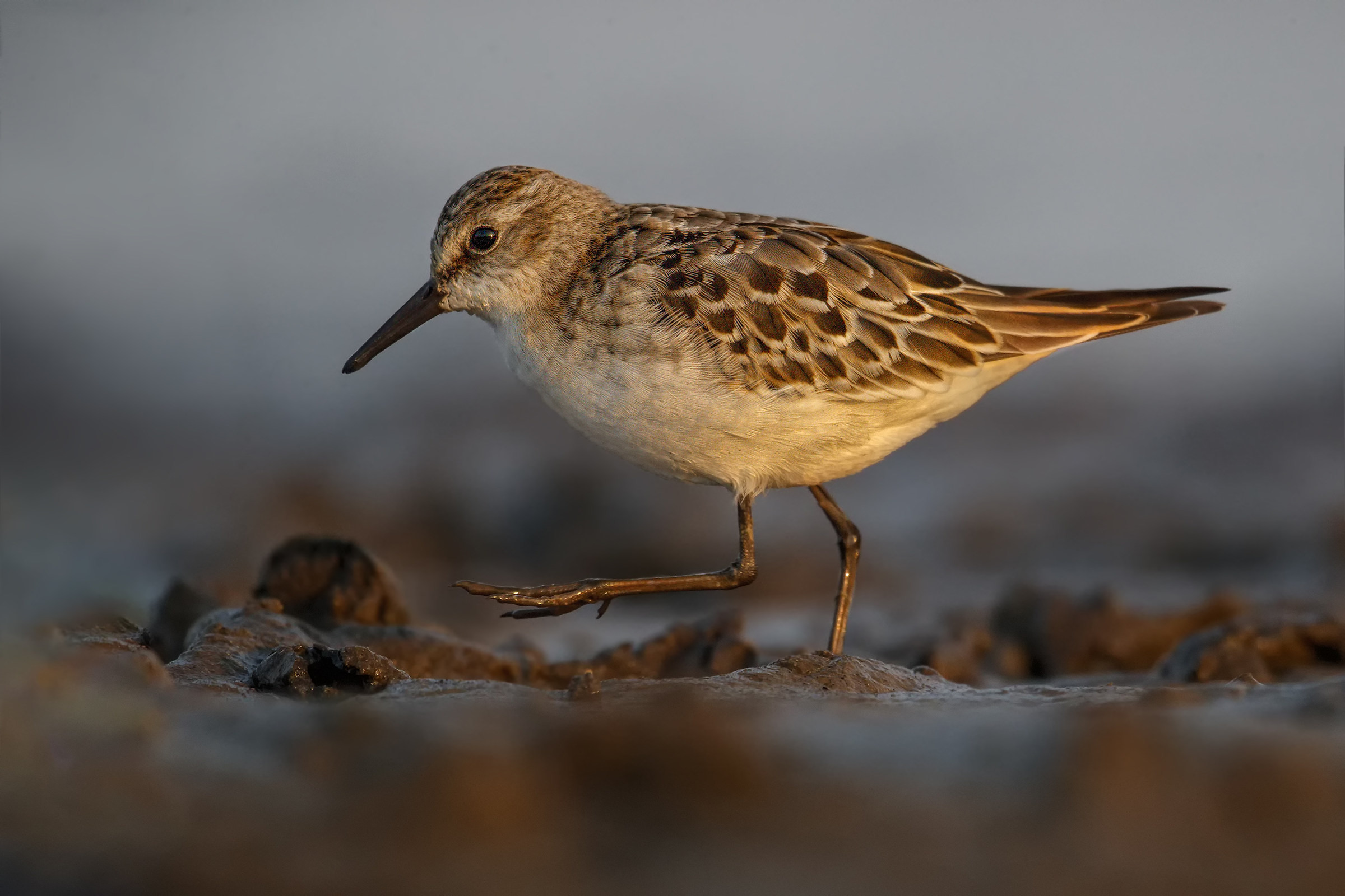 Trimattilo Piovanello