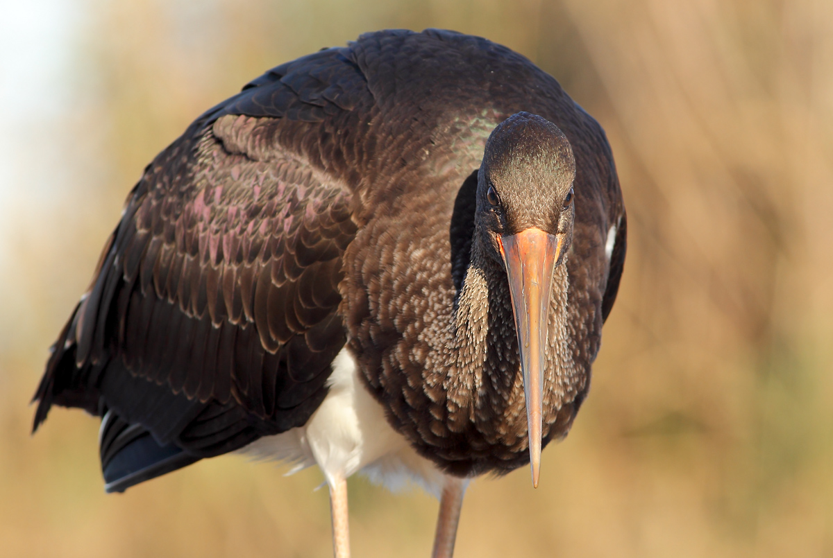 Black stork