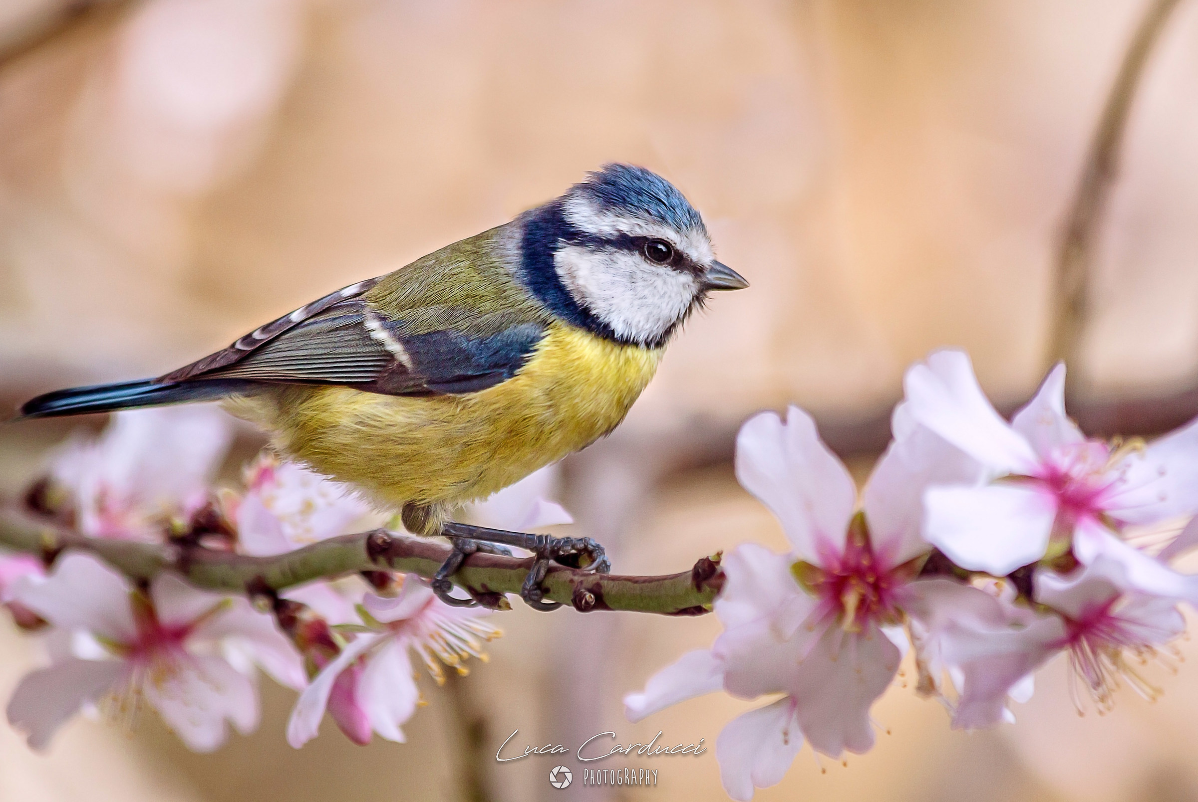 Cinciarella a primavera
