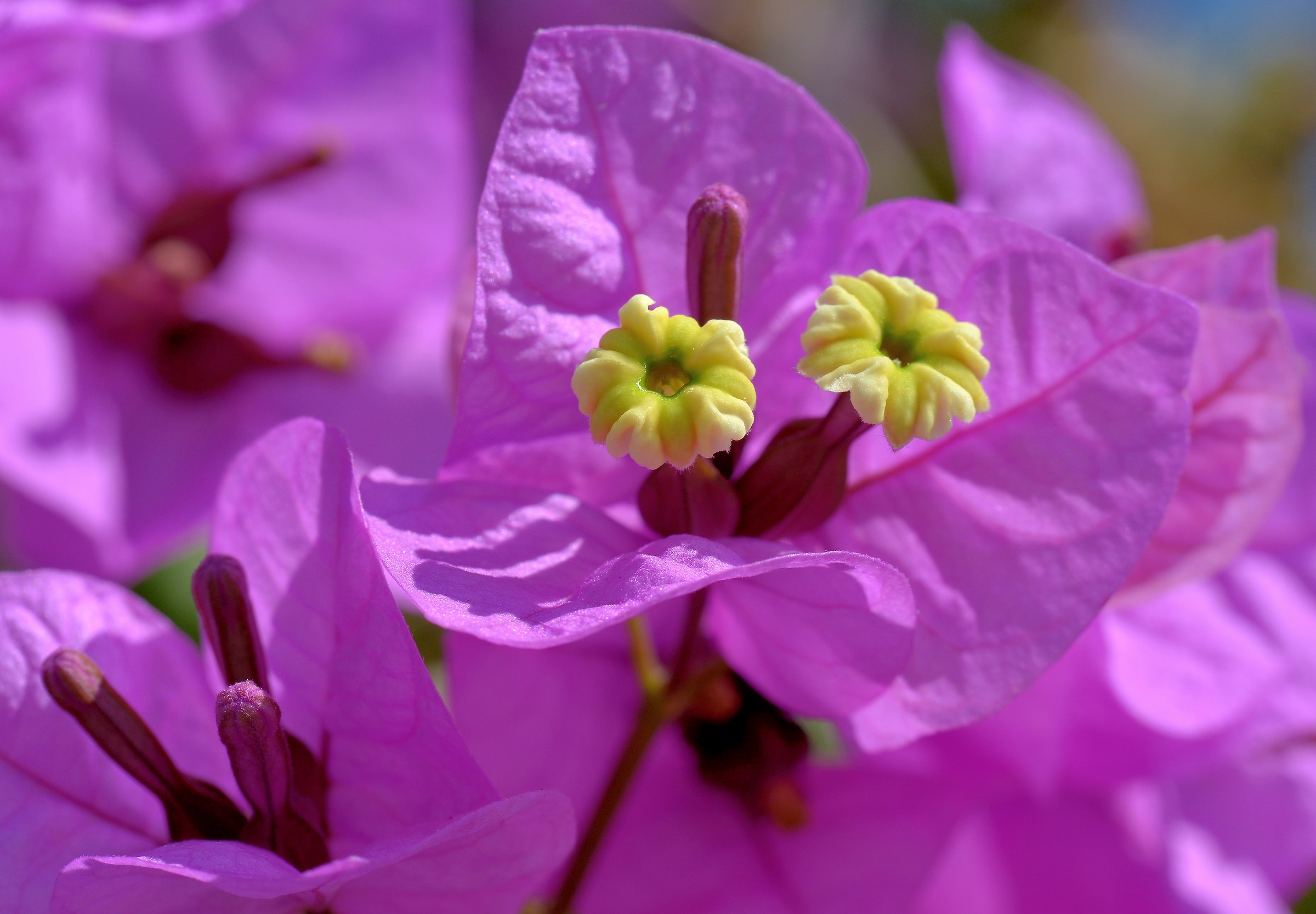 Test Tamron SP 60 macro f / 2.8