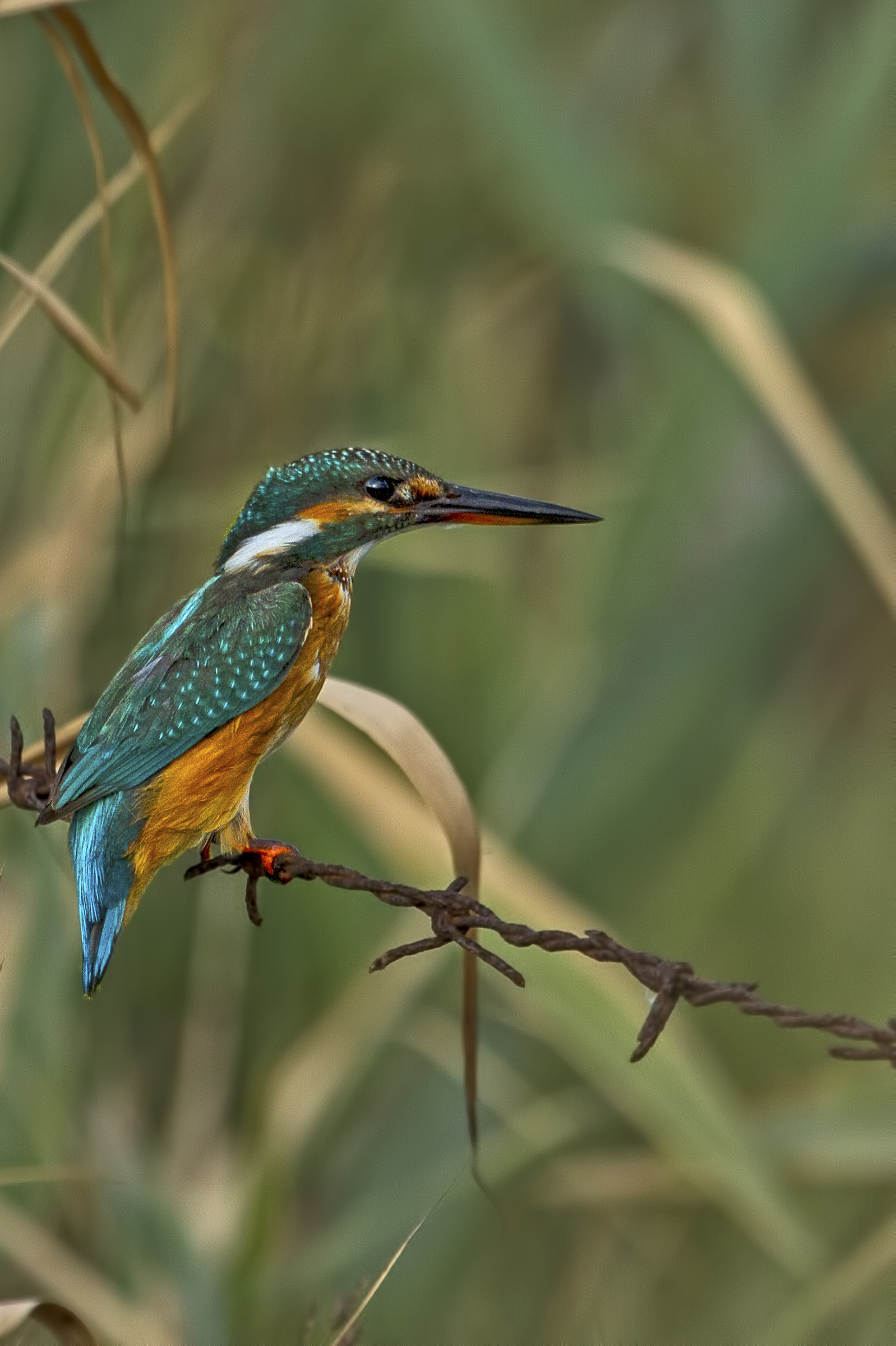 Kingfisher