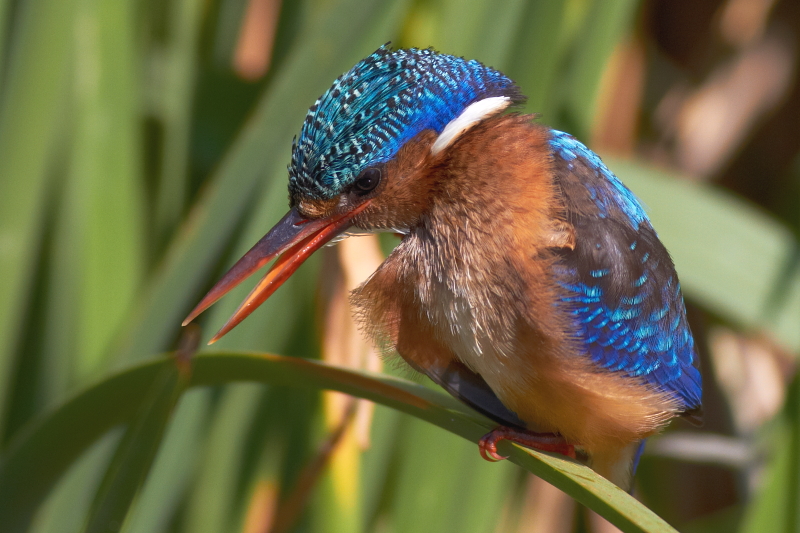 Malachite Kingfisher