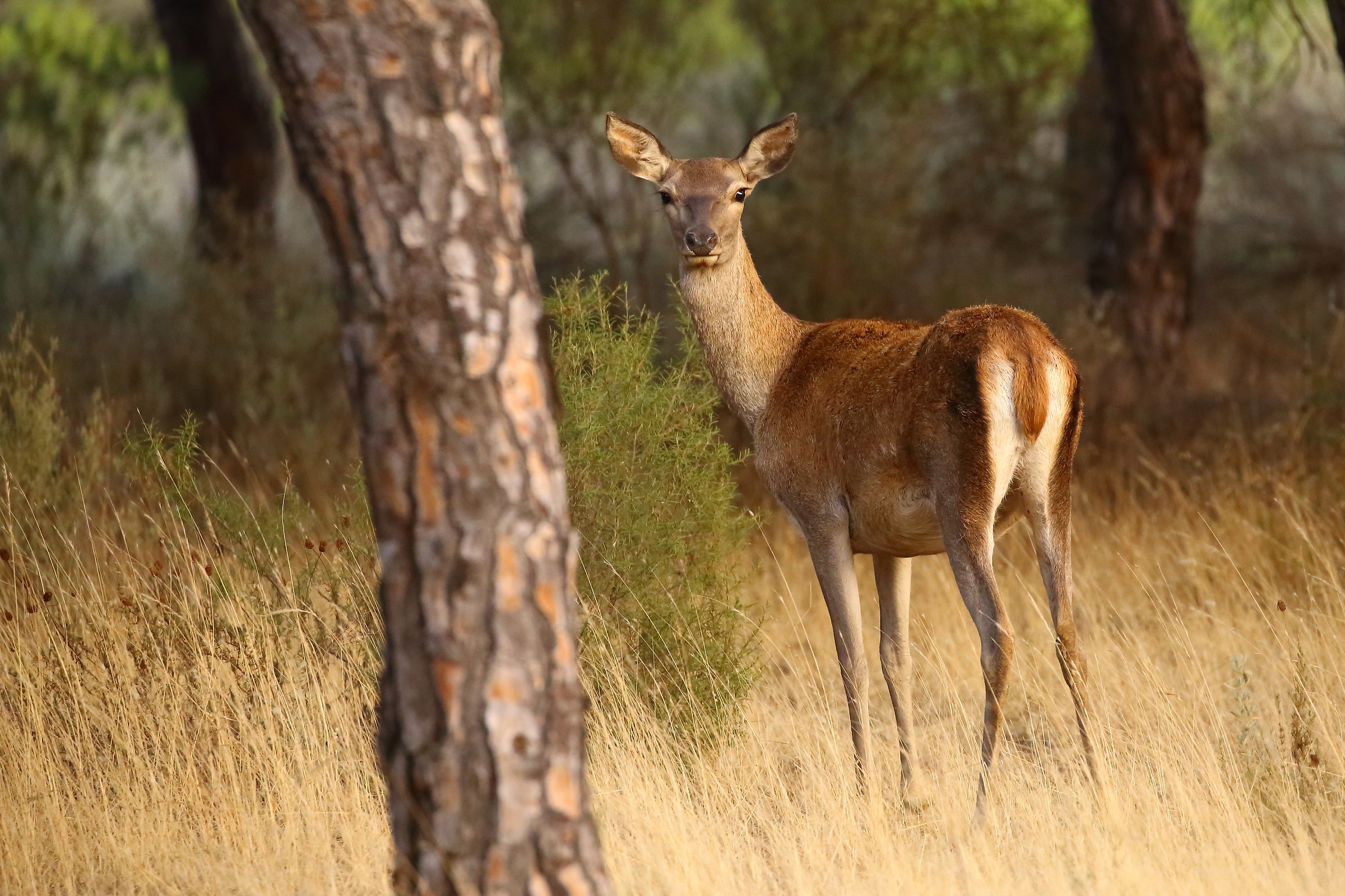 And here's the curse that every evening was waiting for ...