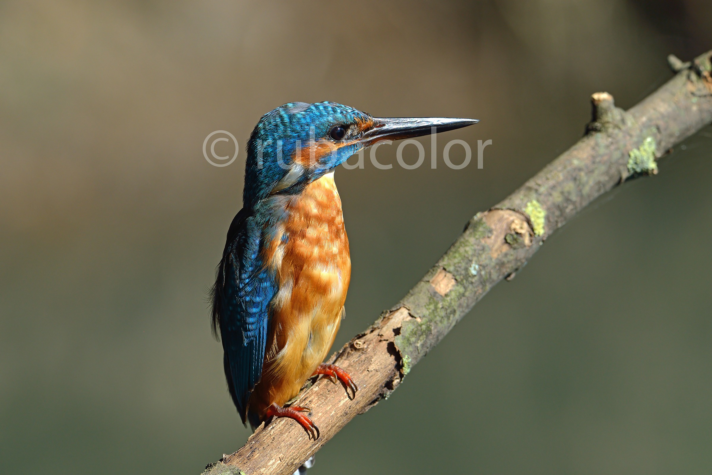 Martino con d800e nr2