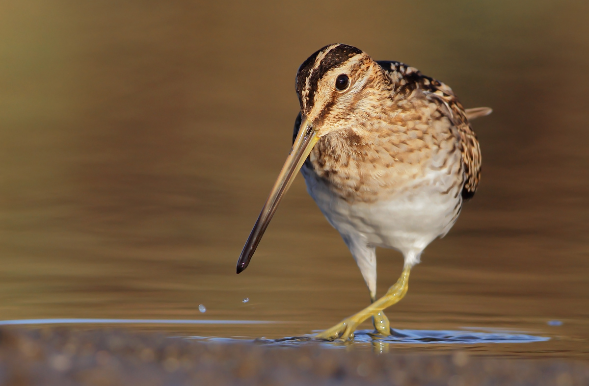 Snipe