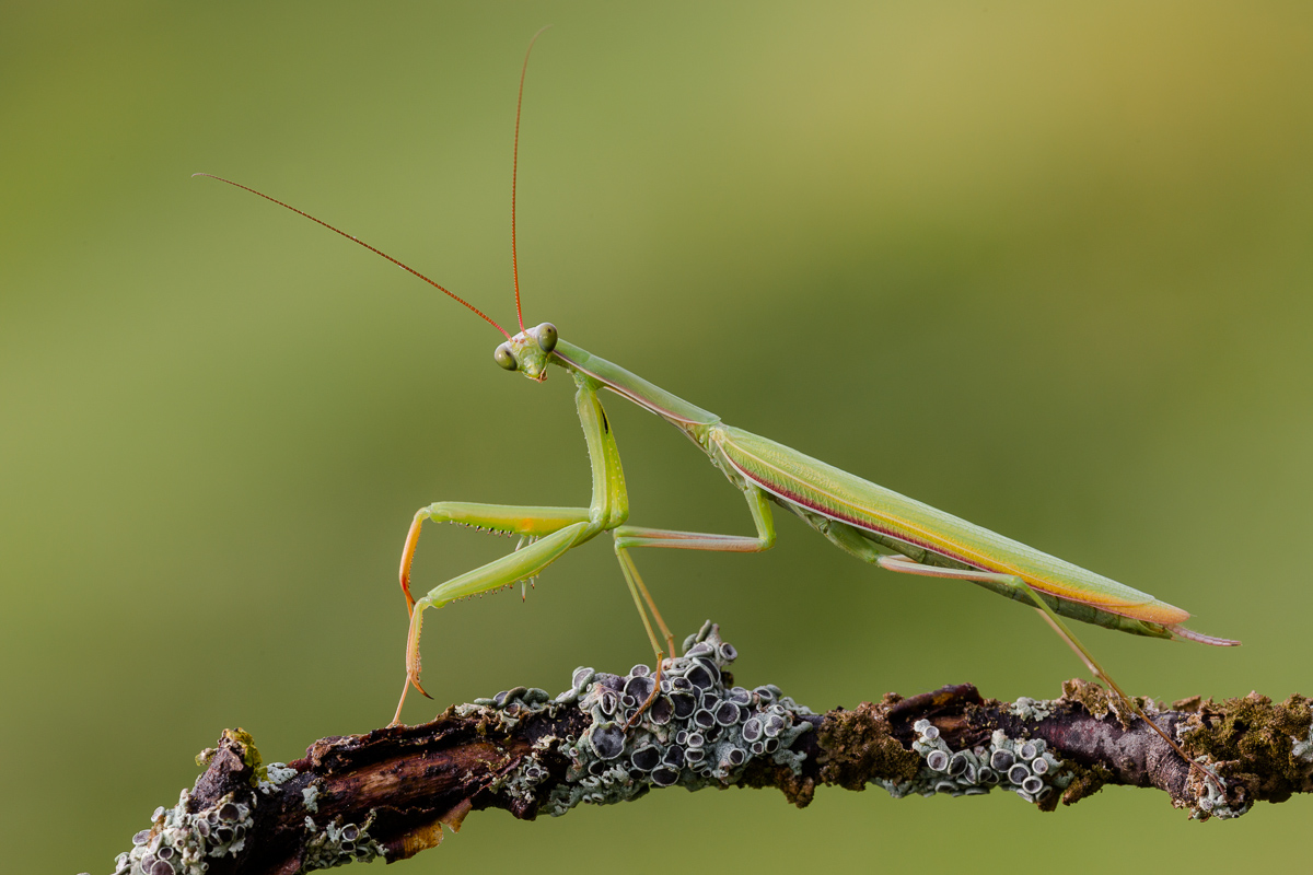 Lo sguardo attonito della Mantide religiosa.....