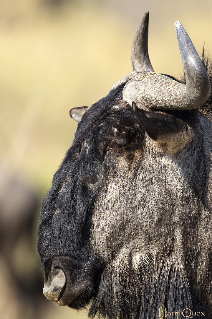 Wilderbeast ritratto (Connochaetes)