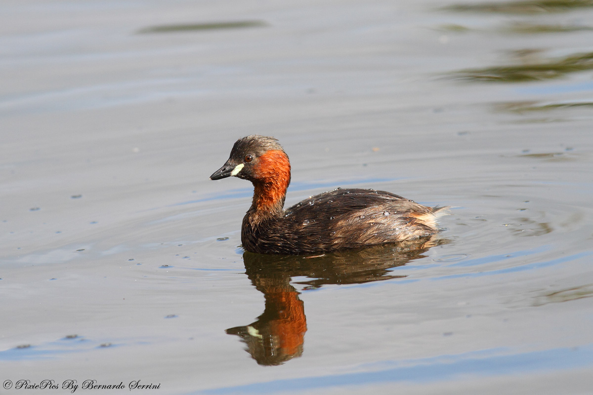 Tuffetto (Tachybaptus ruficollis)