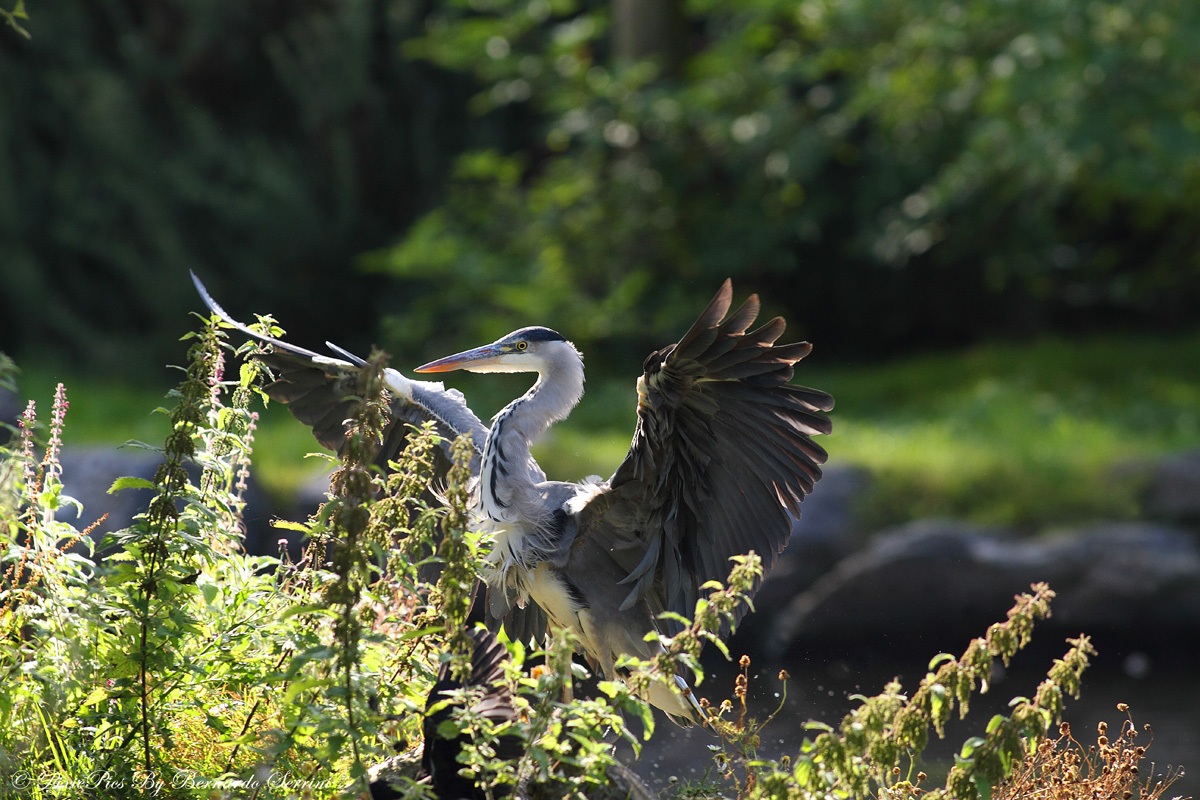 Airone cenerino (Ardea cinerea)
