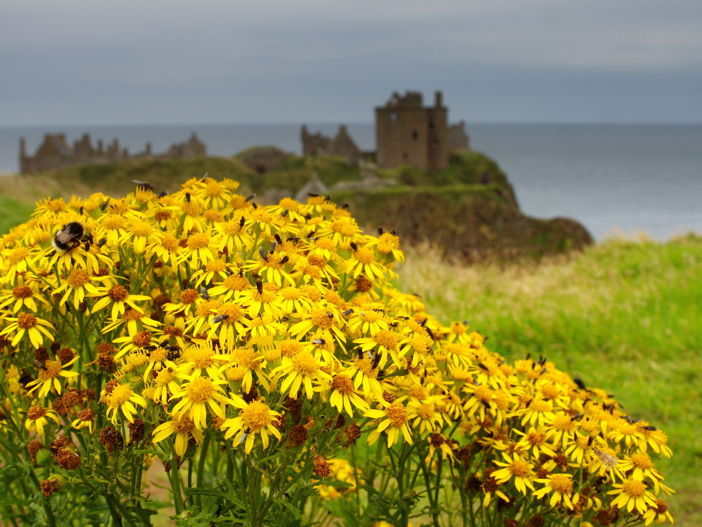 Castello di Dunnotar 3