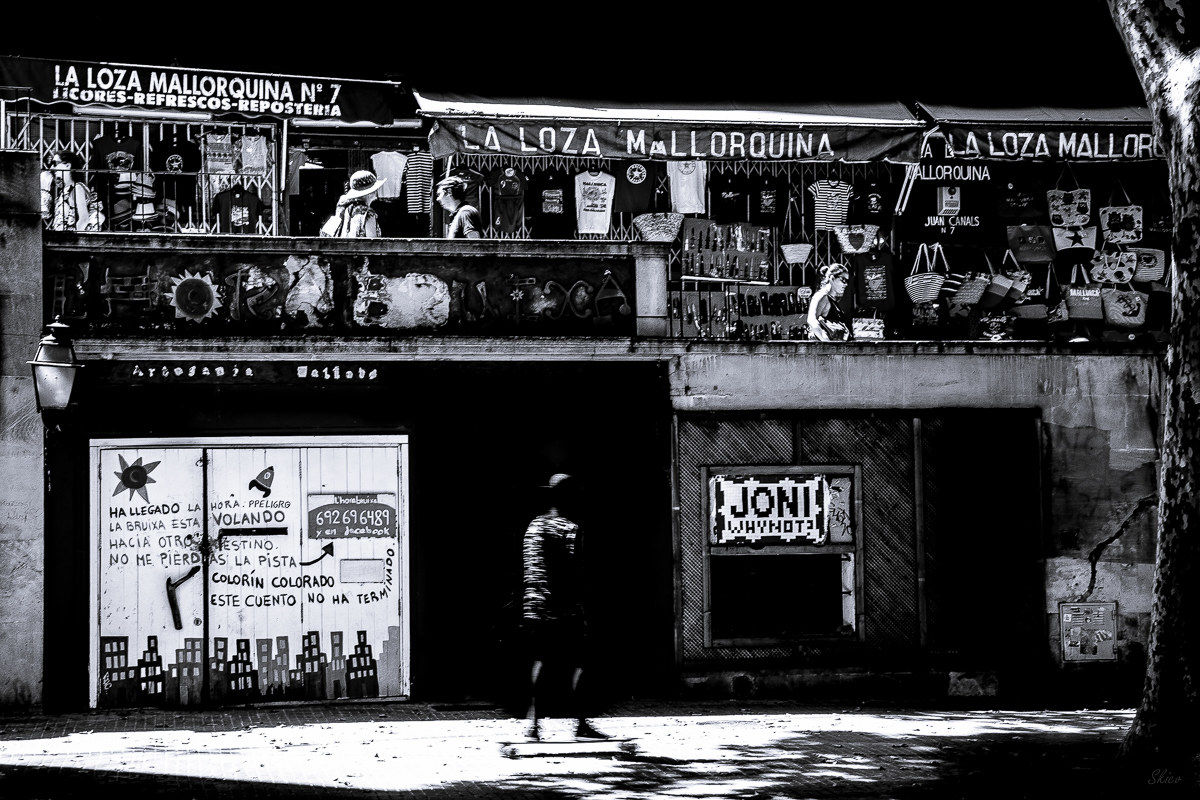 The mallorchina lizard