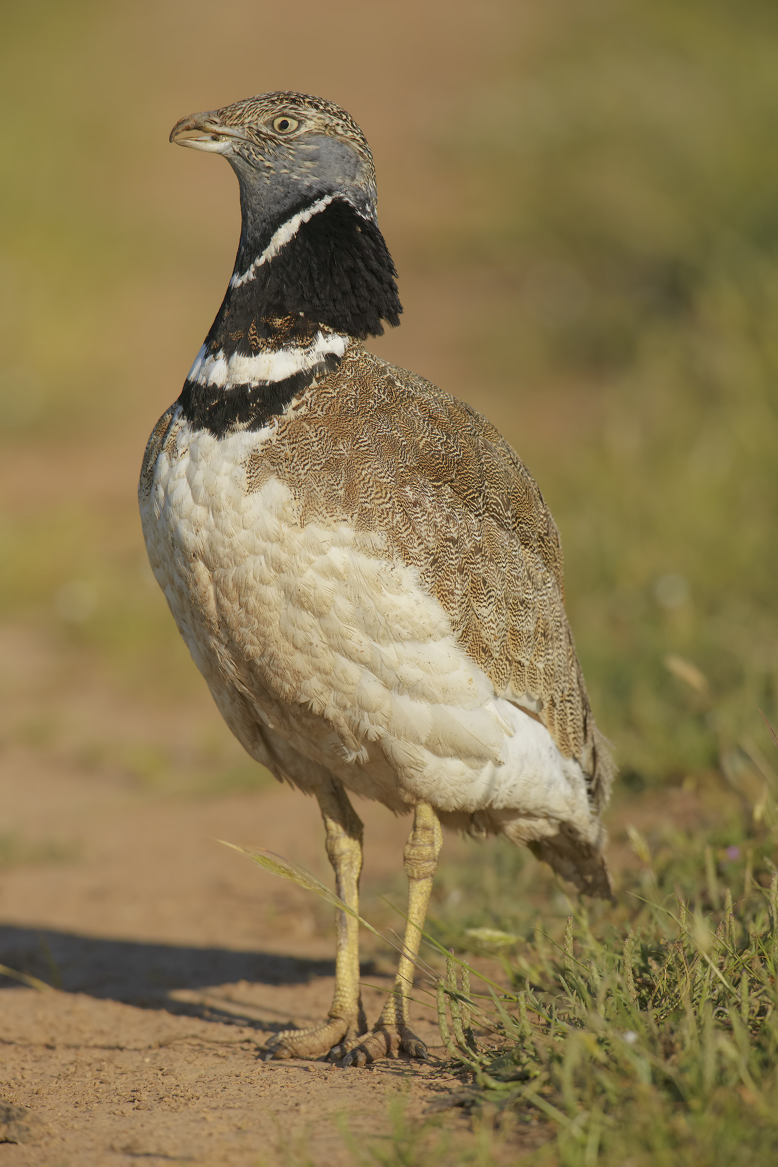 portrait of cocktail rooster