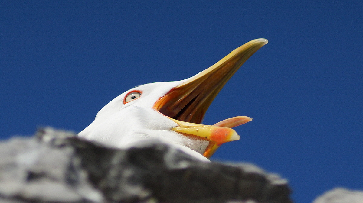 All'attaccooooo!!!!!!