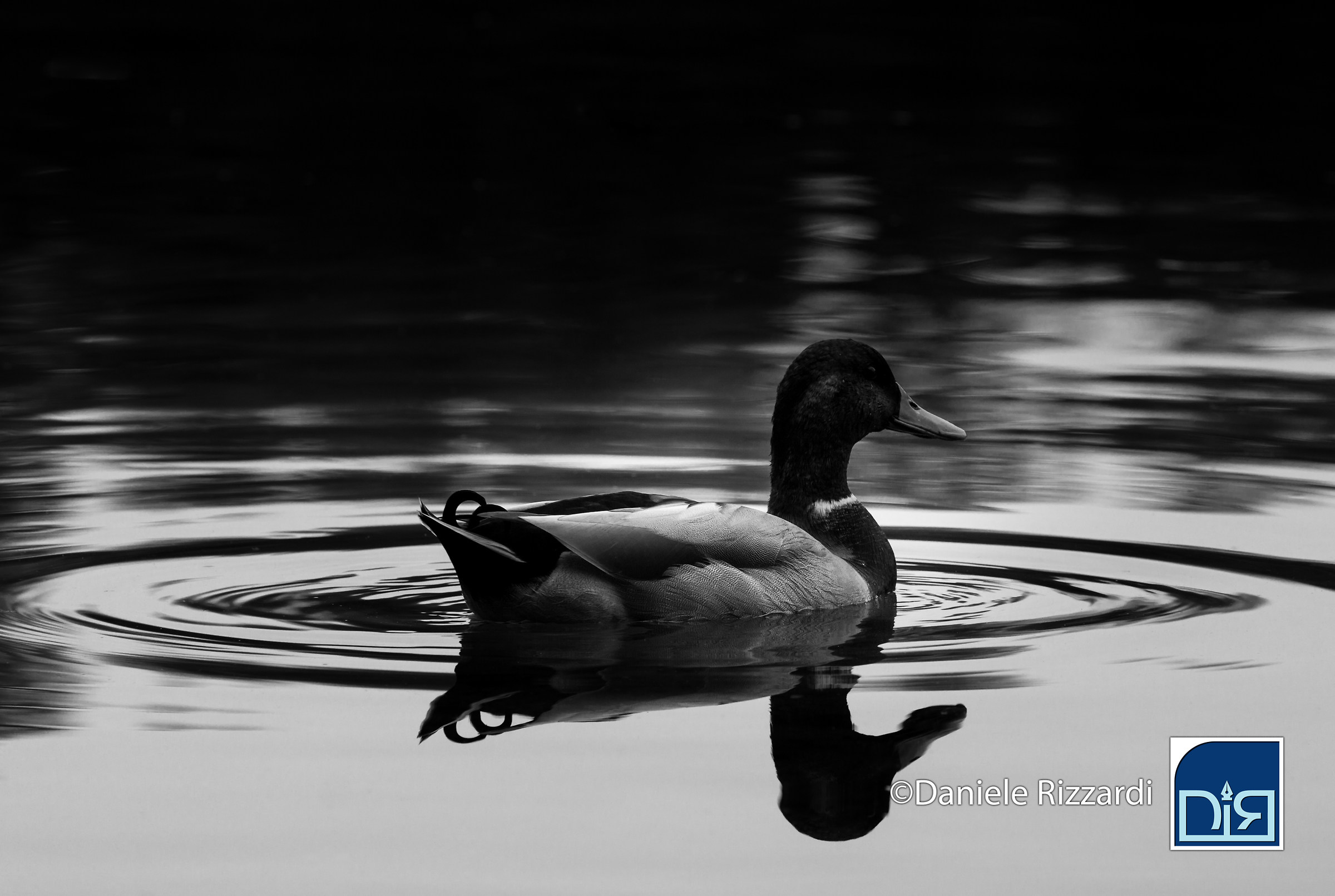 Germano sul fiume Ticino