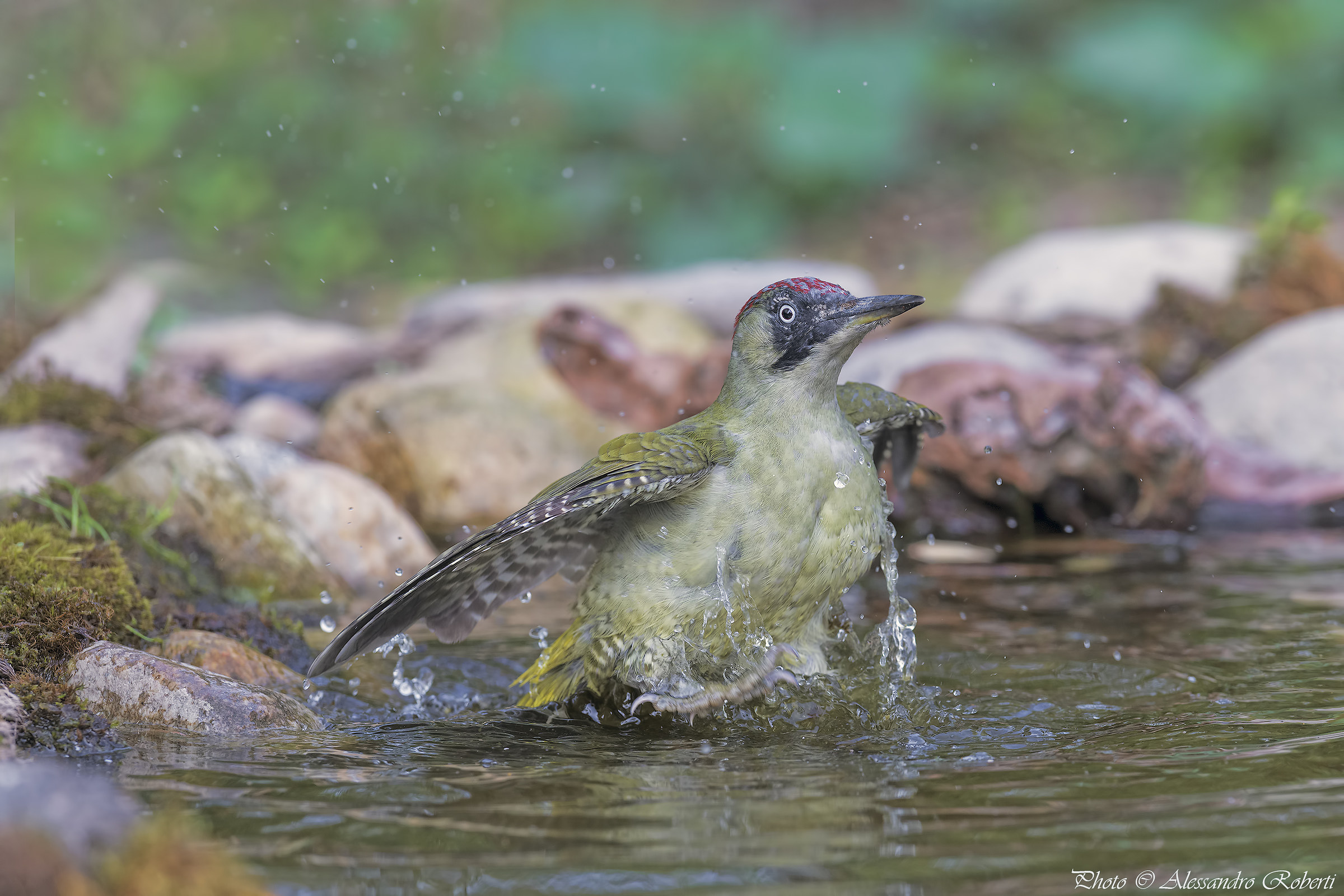 Green woodpecker at the bath ..... Kmanno Km / 0