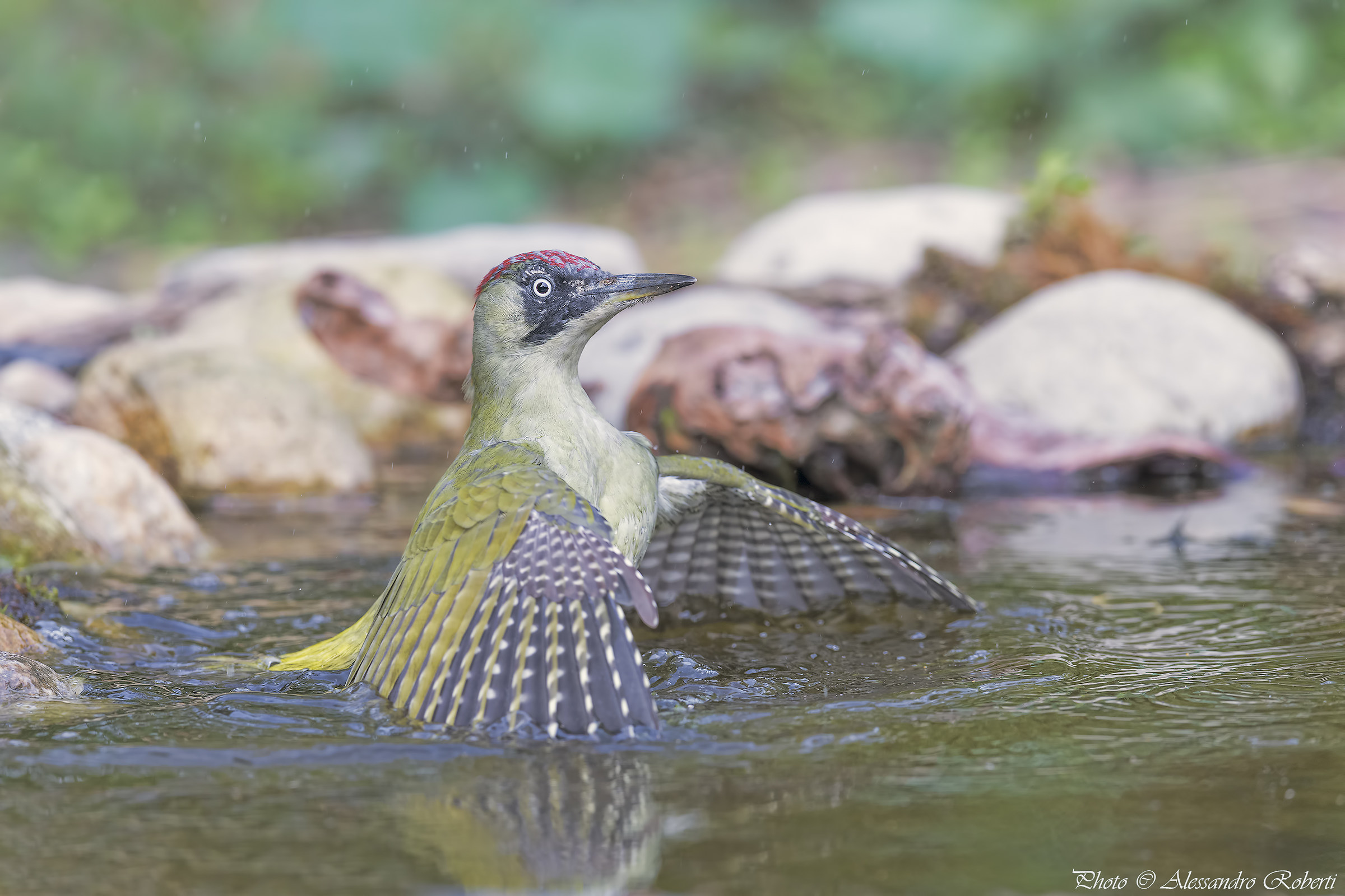 Green woodpecker at the bath ..... Kmanno Km / 0
