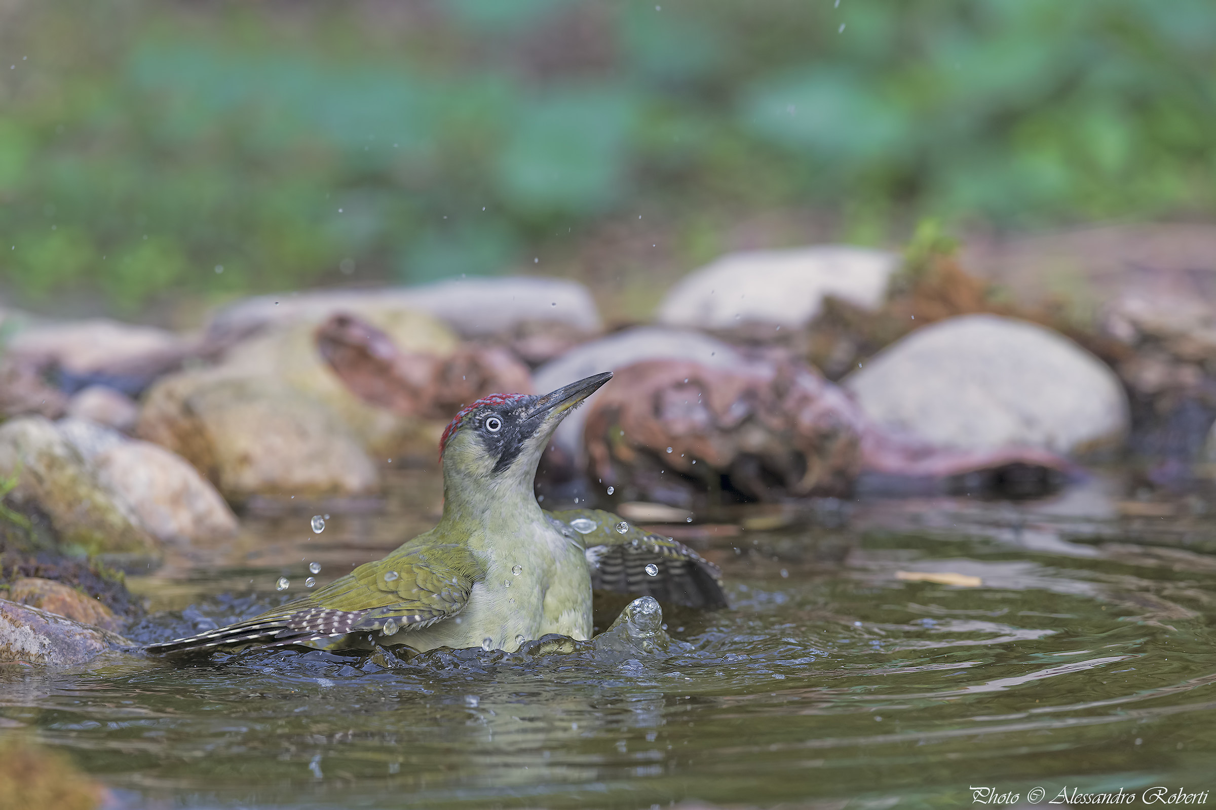 Green woodpecker at the bath ..... Kmanno Km / 0
