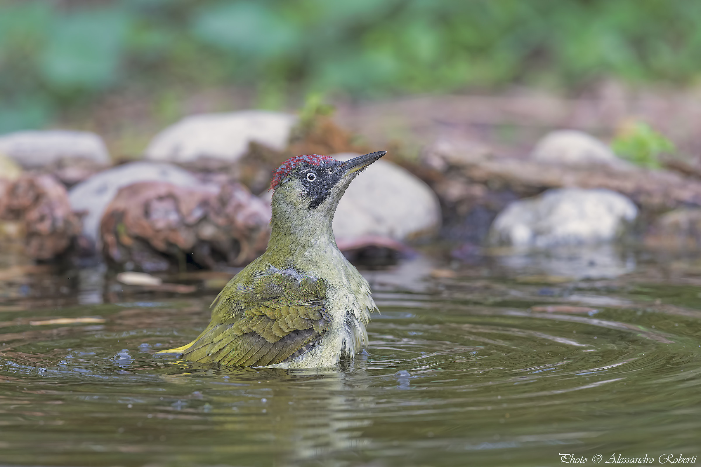 Green woodpecker at the bath ..... Kmanno Km / 0