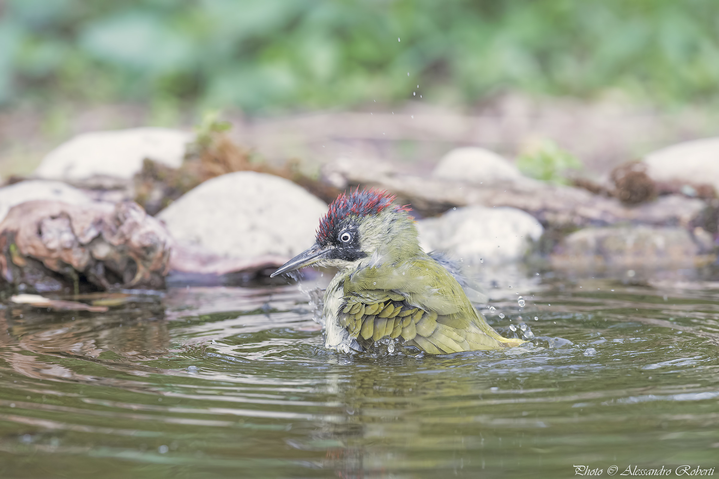 Green woodpecker at the bath ..... Kmanno Km / 0