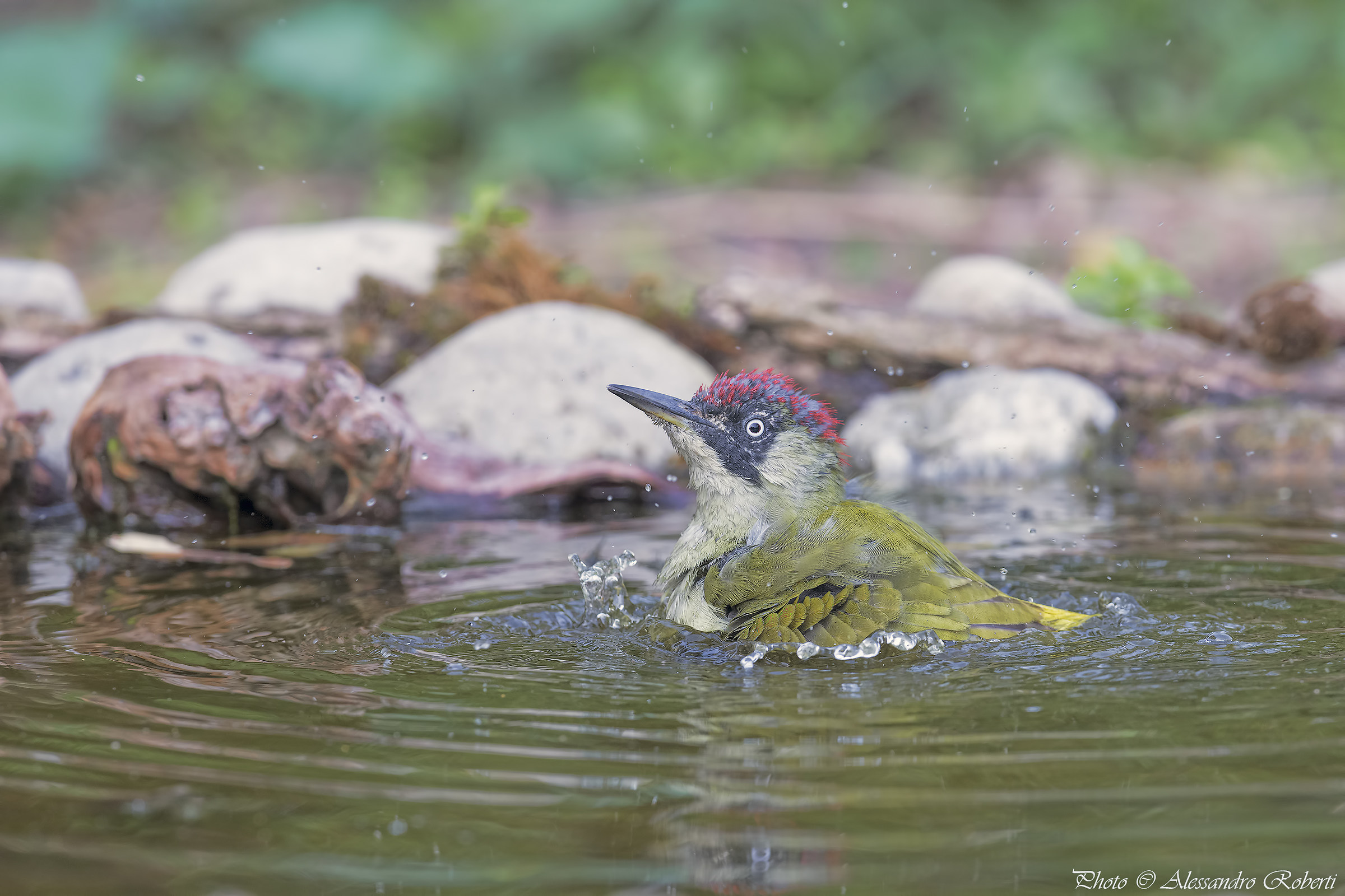 Green woodpecker at the bath ..... Kmanno Km / 0