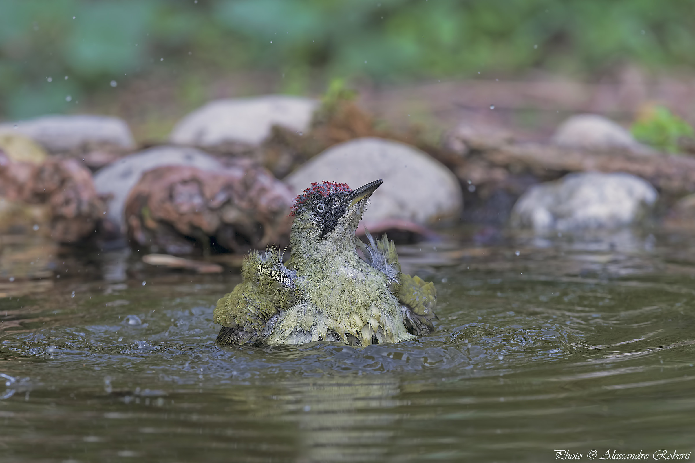 Green woodpecker at the bath ..... Kmanno Km / 0