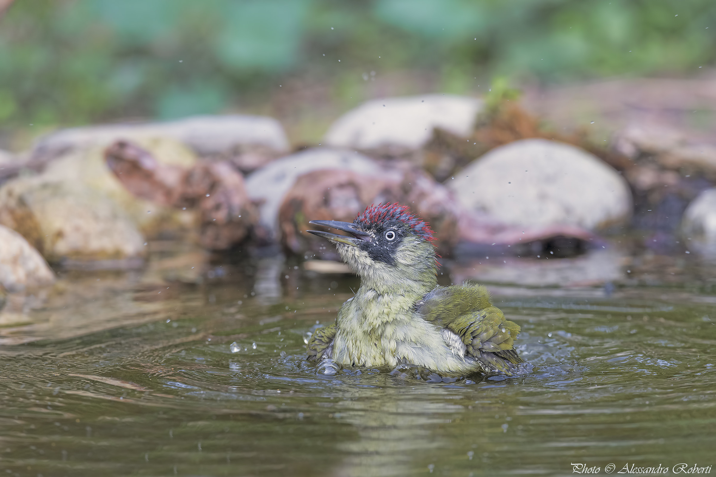 Green woodpecker at the bath ..... Kmanno Km / 0