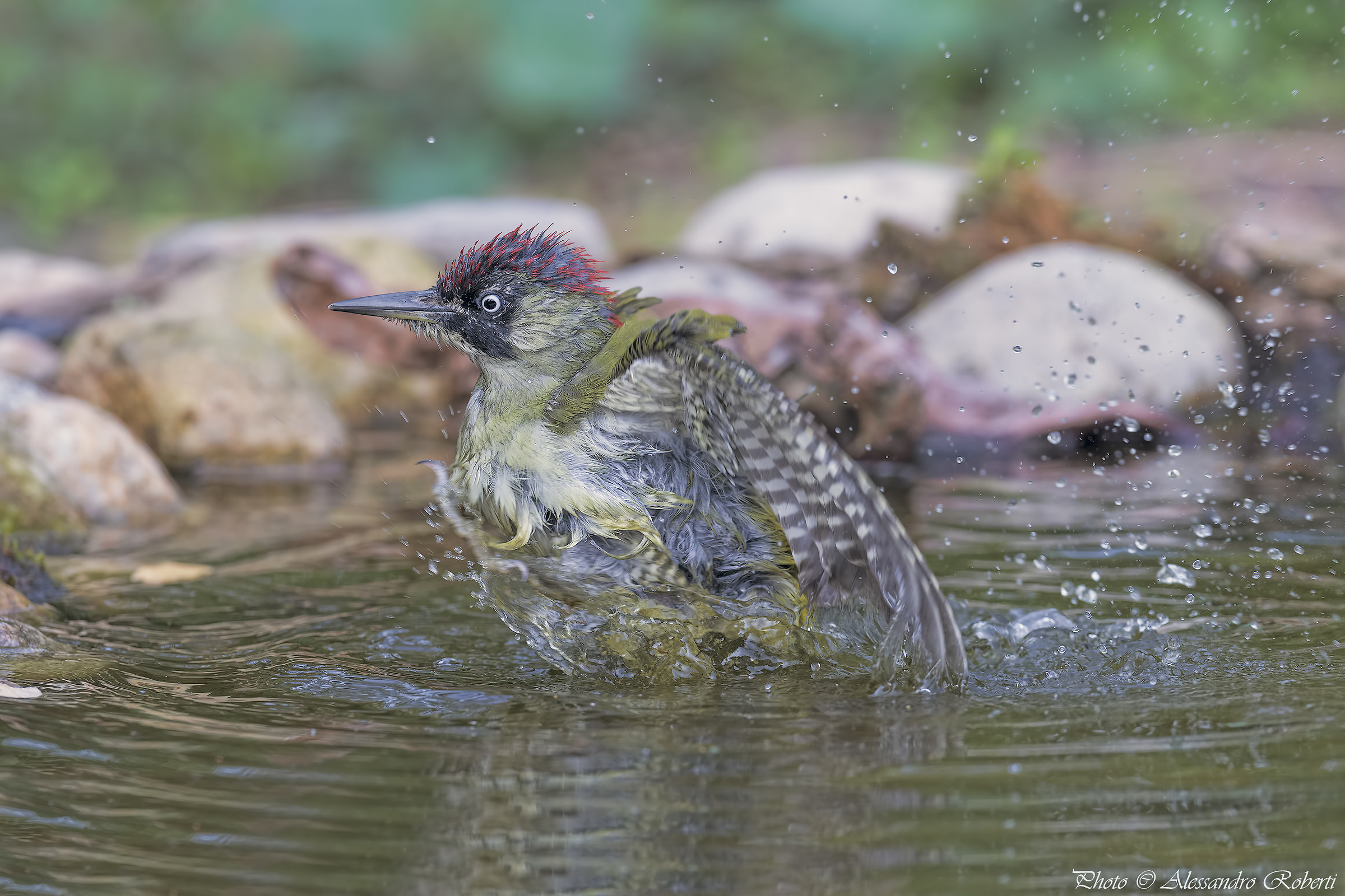 Green woodpecker at the bath ..... Kmanno Km / 0