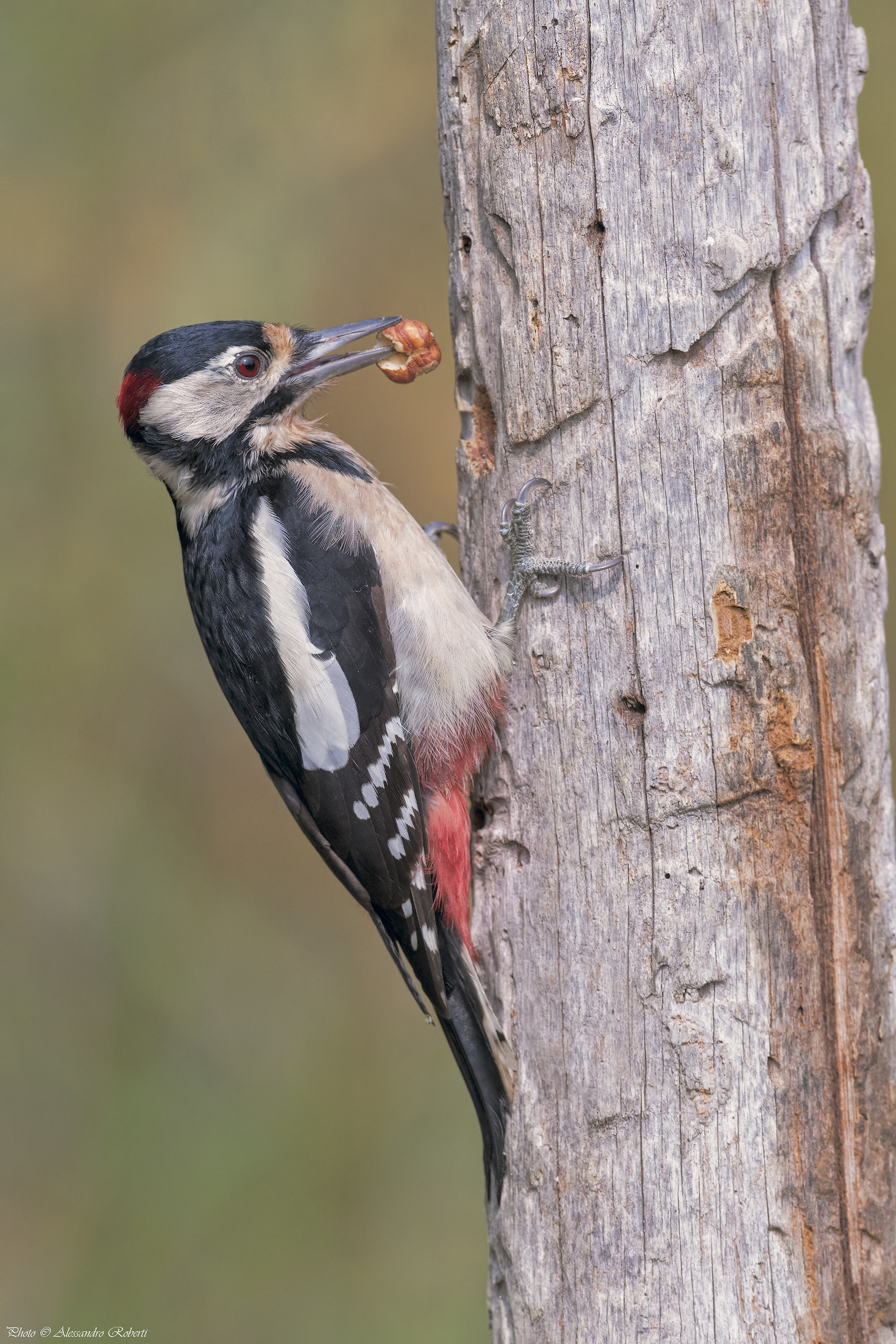 Red Woodpecker ..... weighs Km / 0