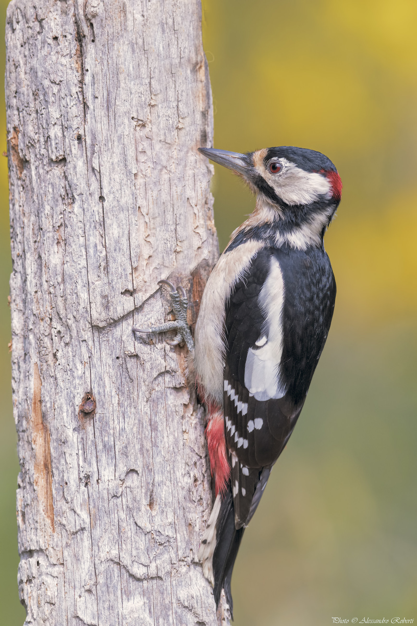 Red Woodpecker ..... weighs Km / 0