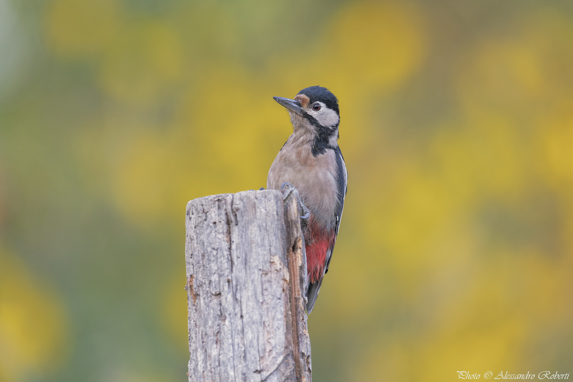 Red Woodpecker ..... weighs Km / 0
