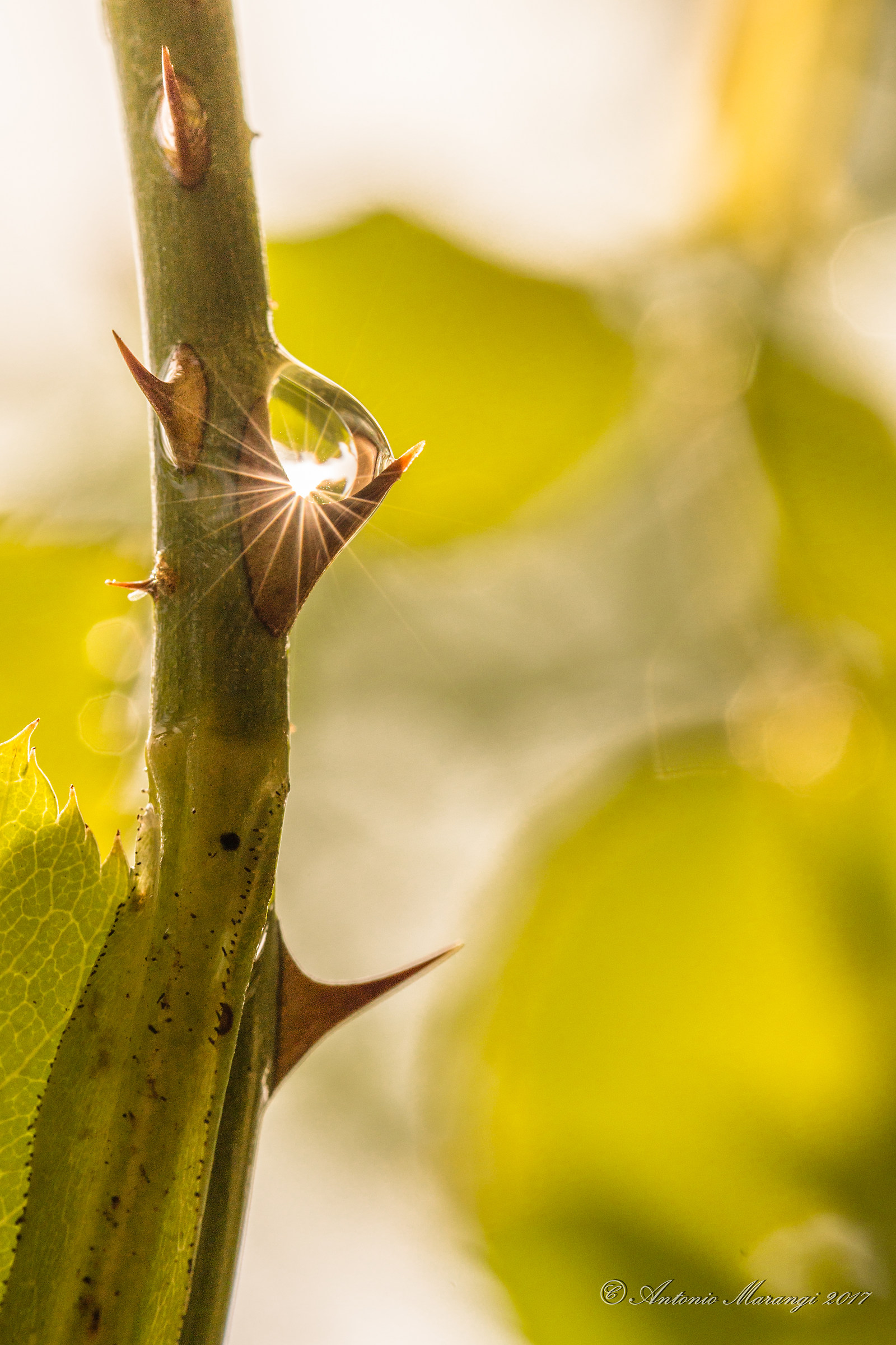 the drop in the drop