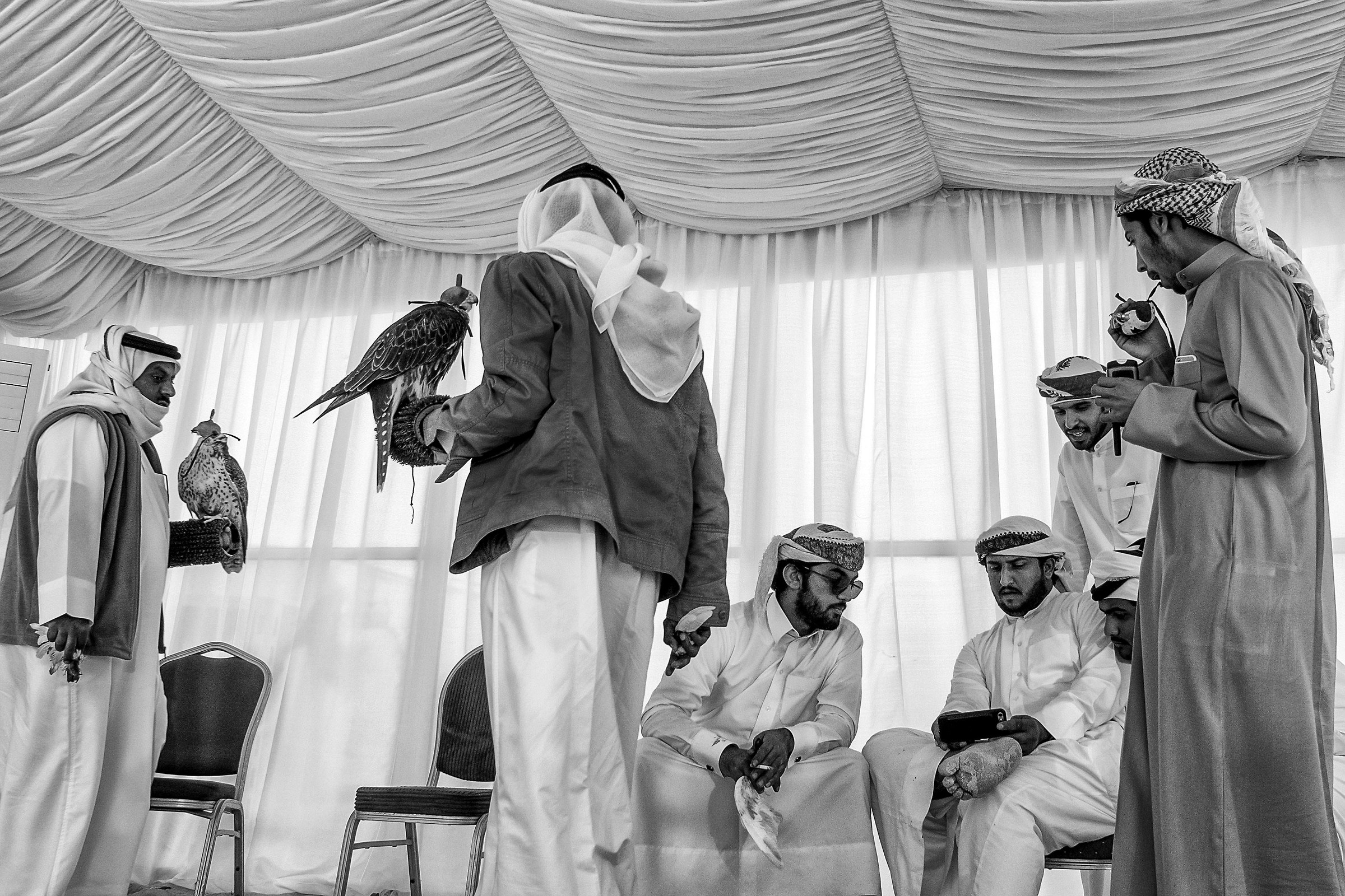 Racing Falcons in Bahrain