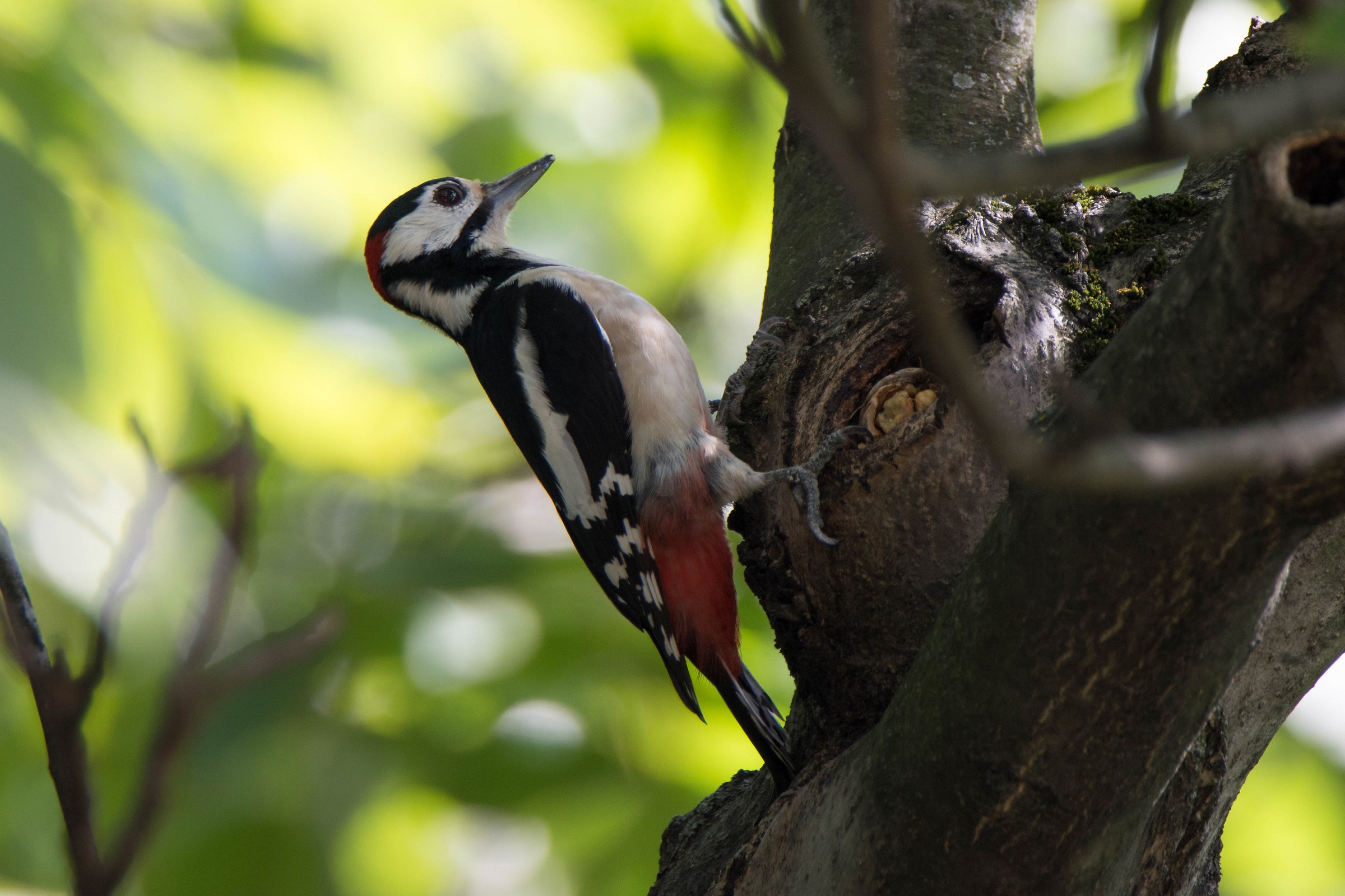 Greater Red Woodpecker
