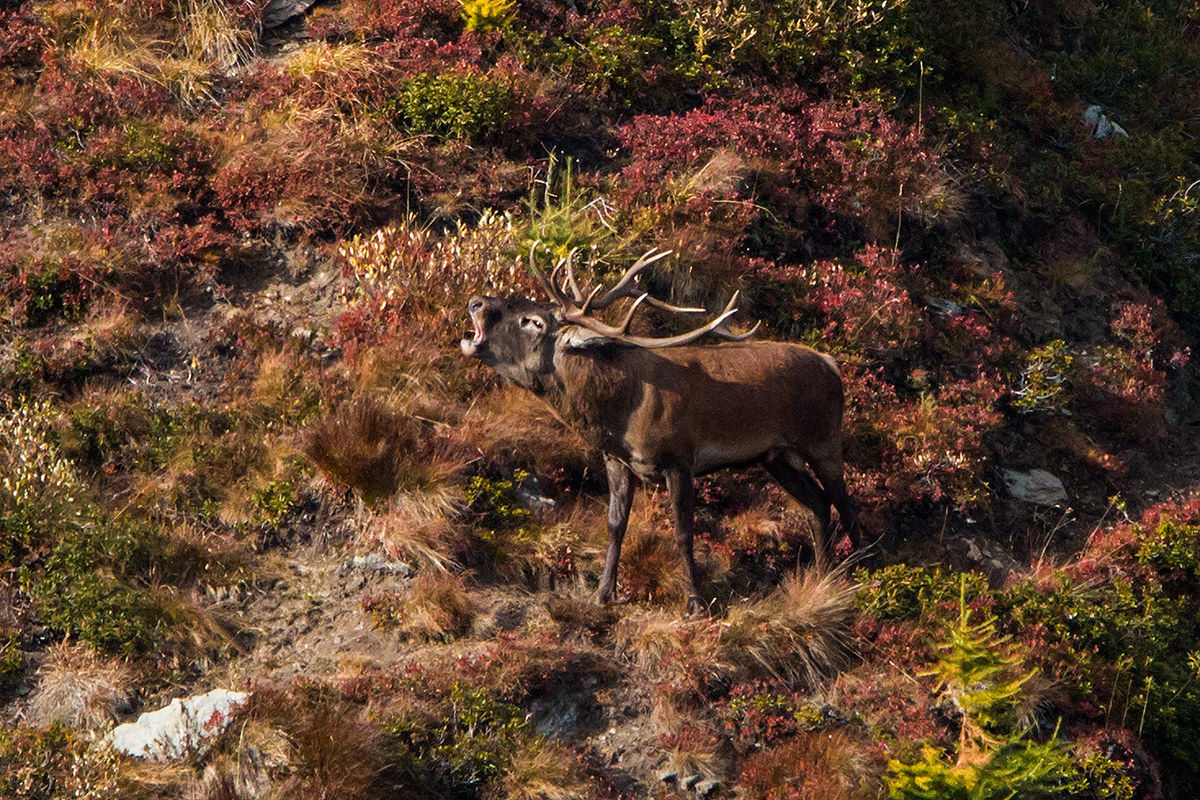 bbbrrrrrrroooooooouuuuuuuuugghhhhhhhh !!!!!!