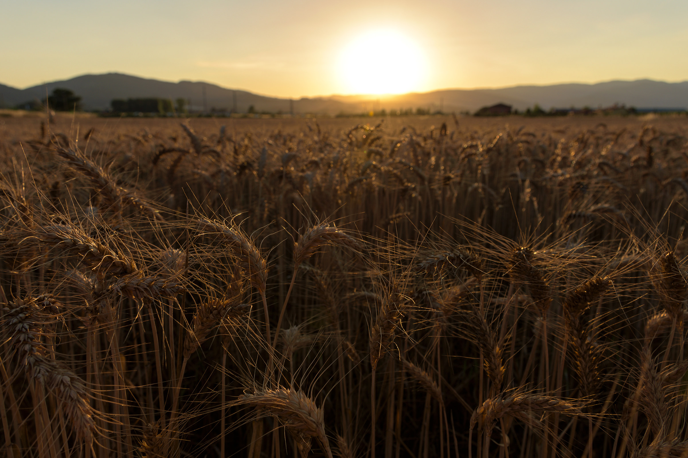 poetry of a profane love