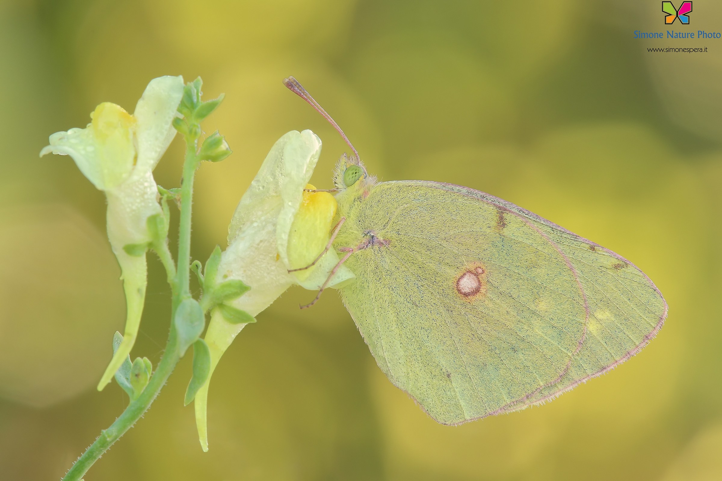 Colias in tone ....