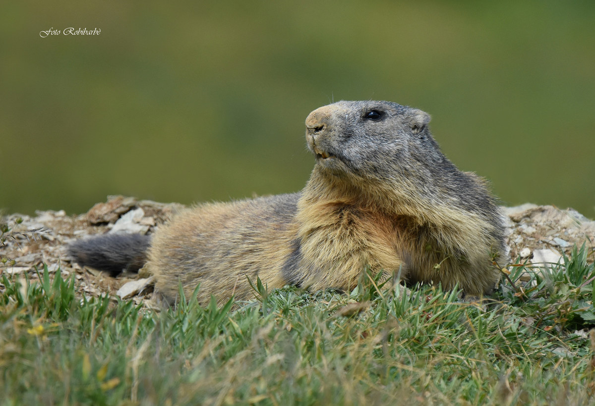 Marmotta...