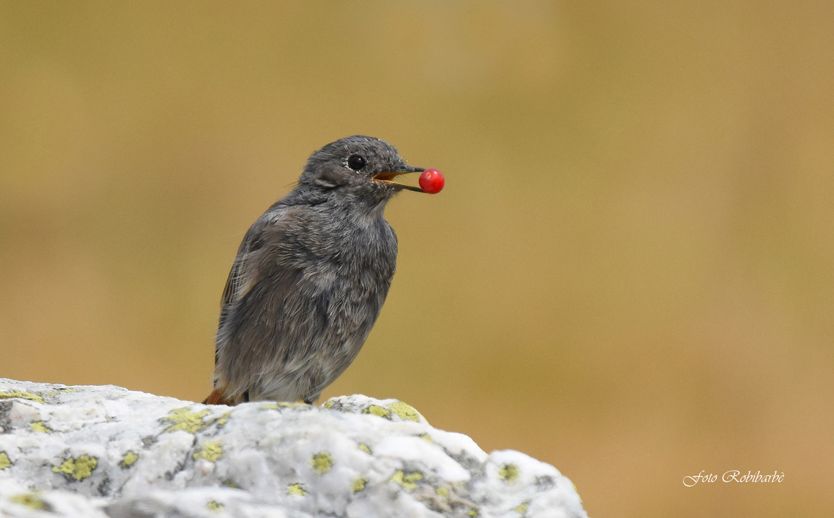 La bacca nel becco...