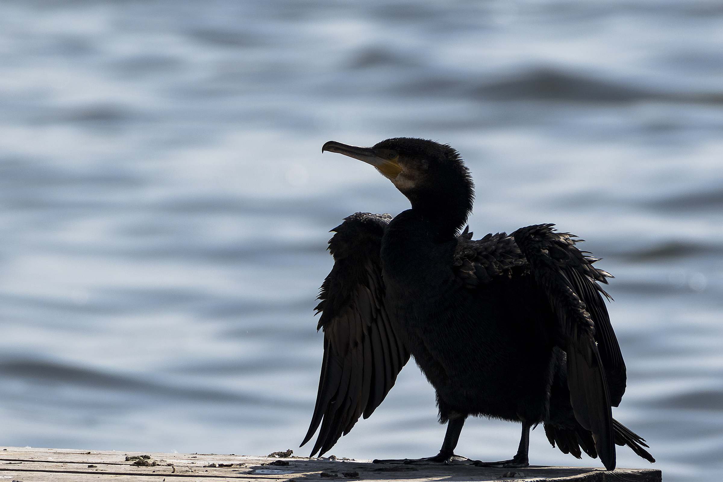 Cormorano
