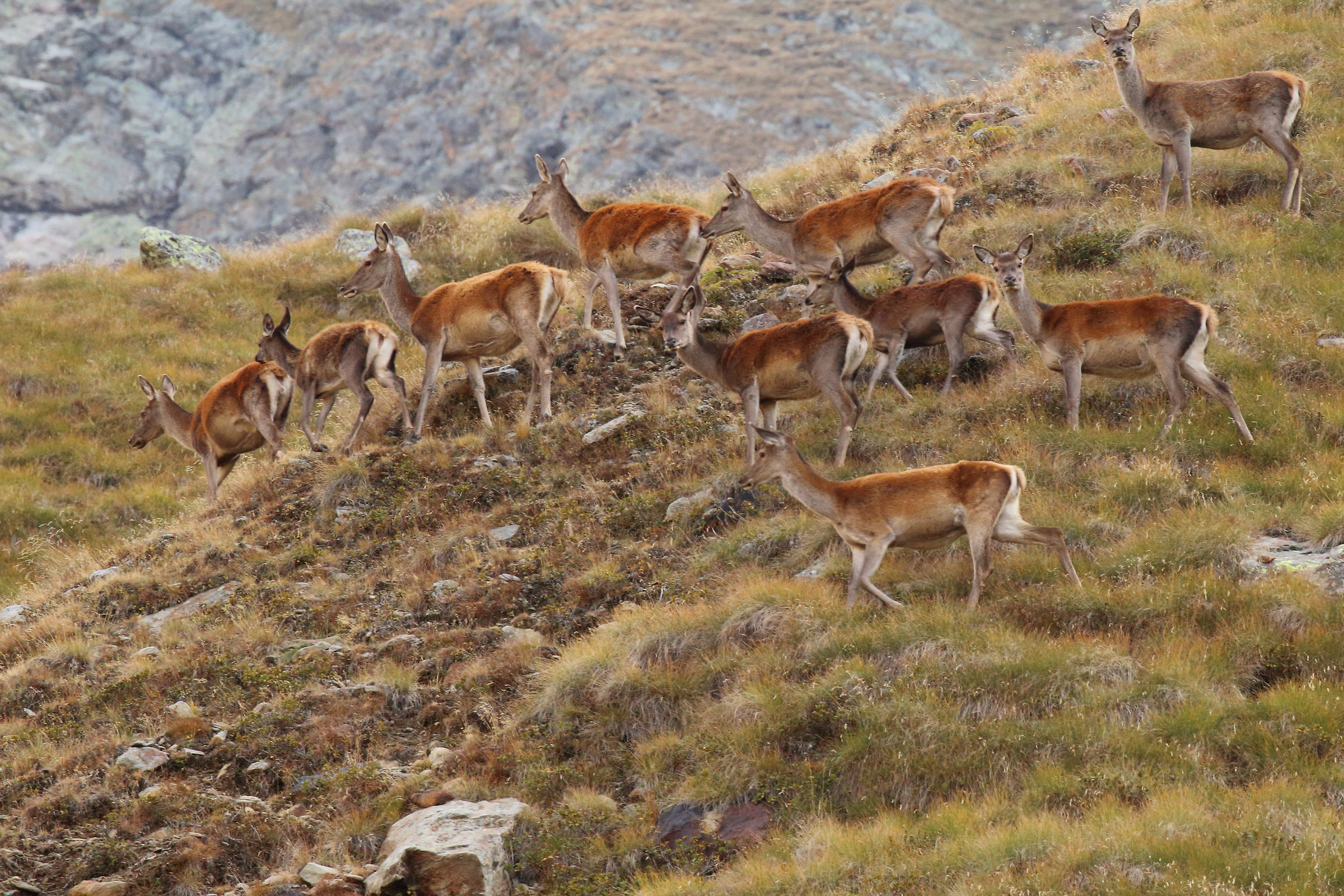 branco di femmine di cervo
