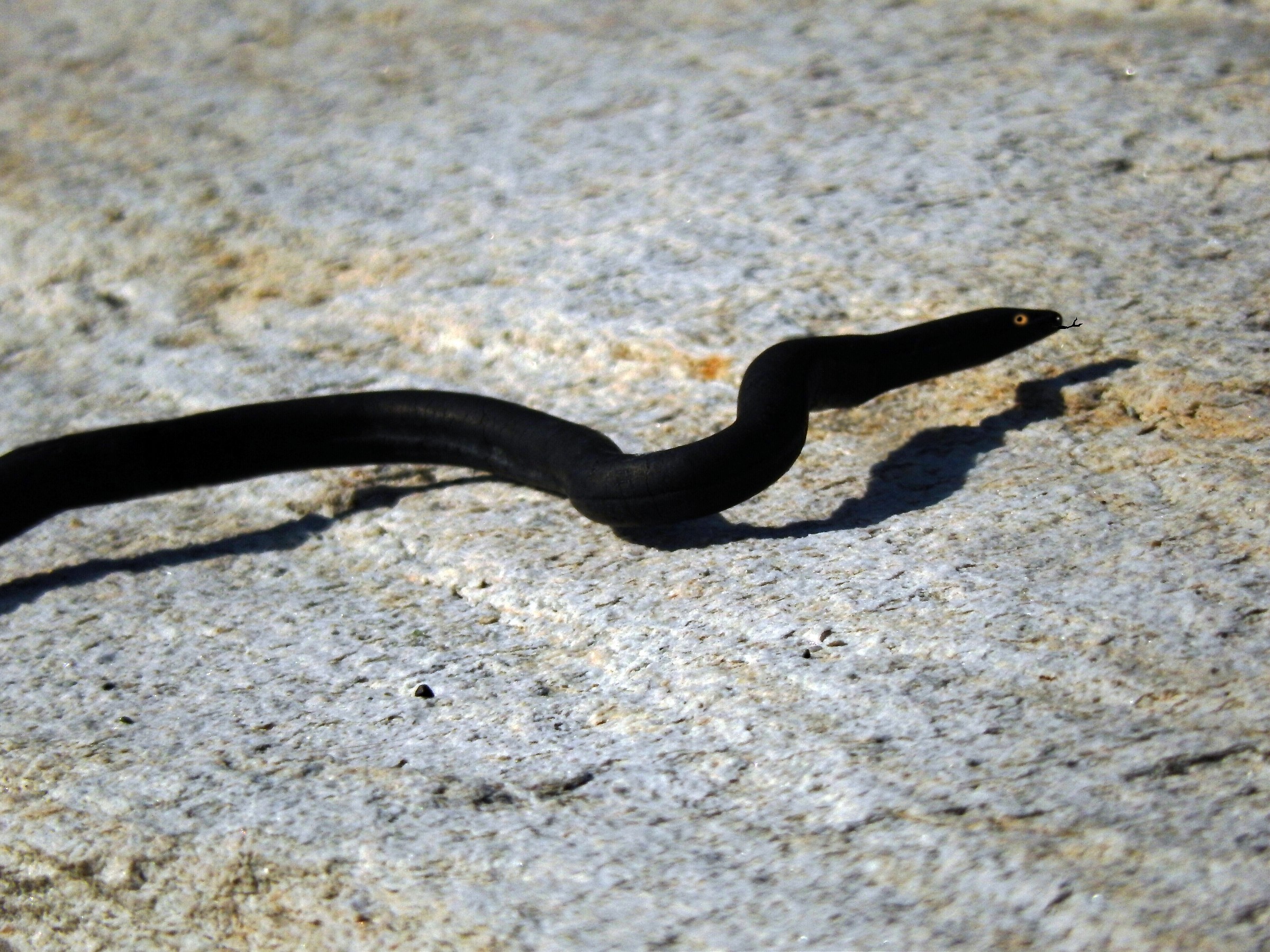 Eccolo … finalmente, “yellow eyes” ..