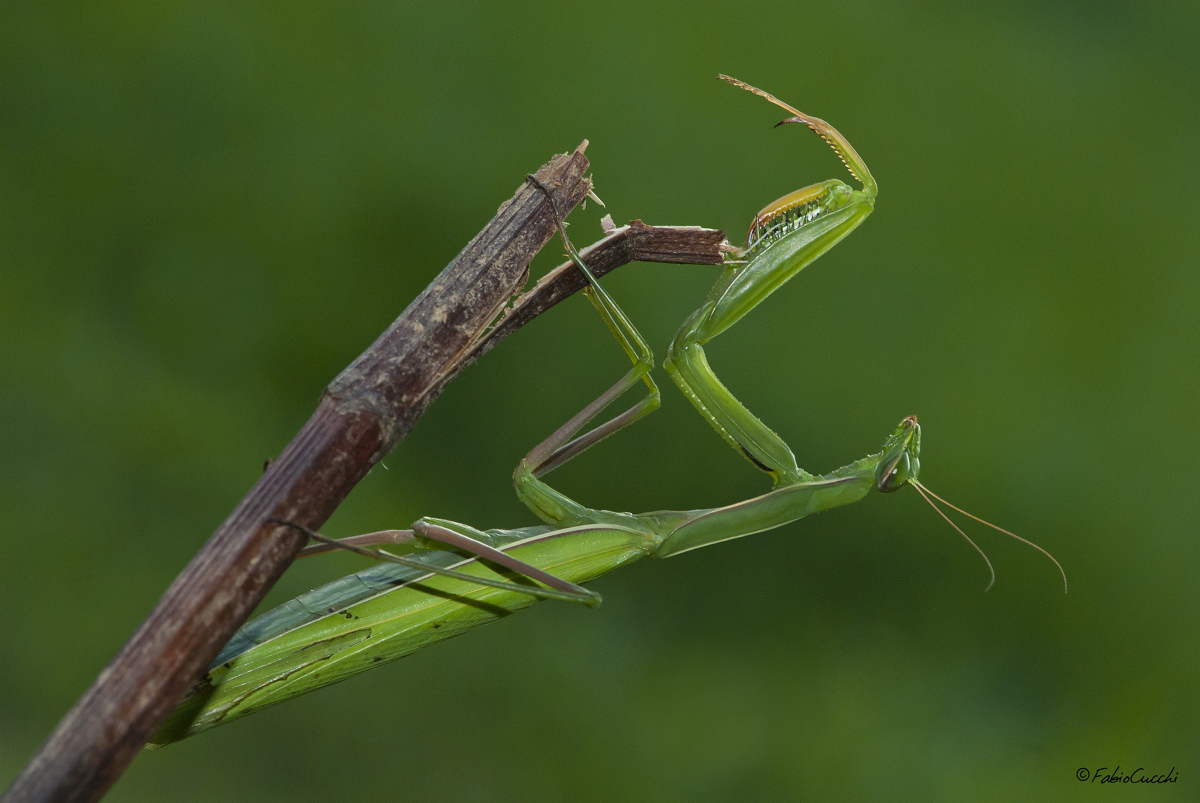 La mia prima Mantide