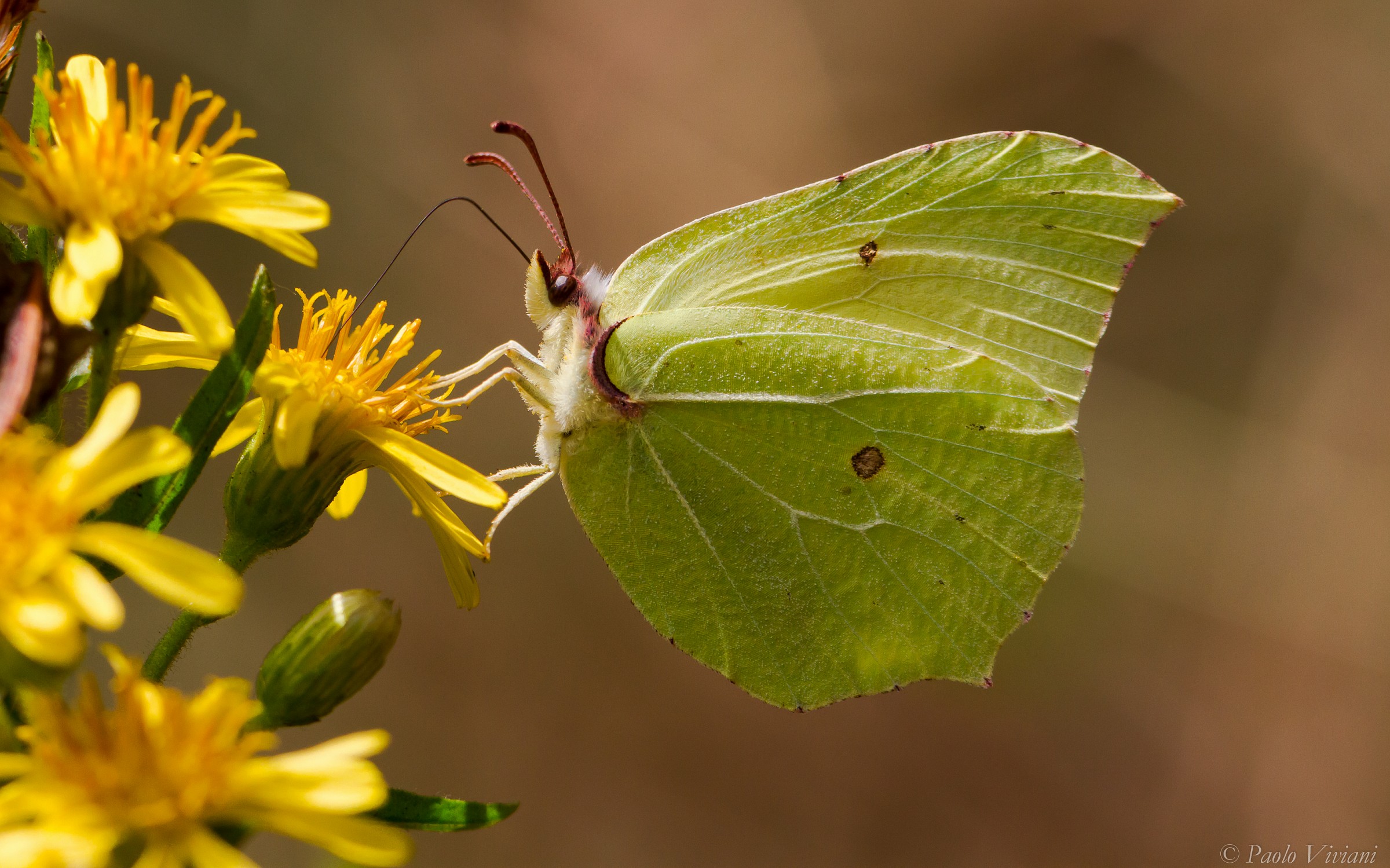 I do not know what it's called