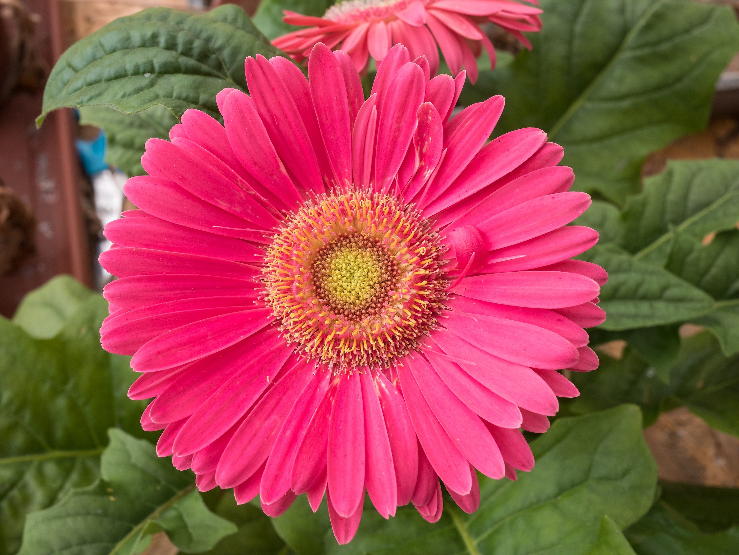 Gerbera